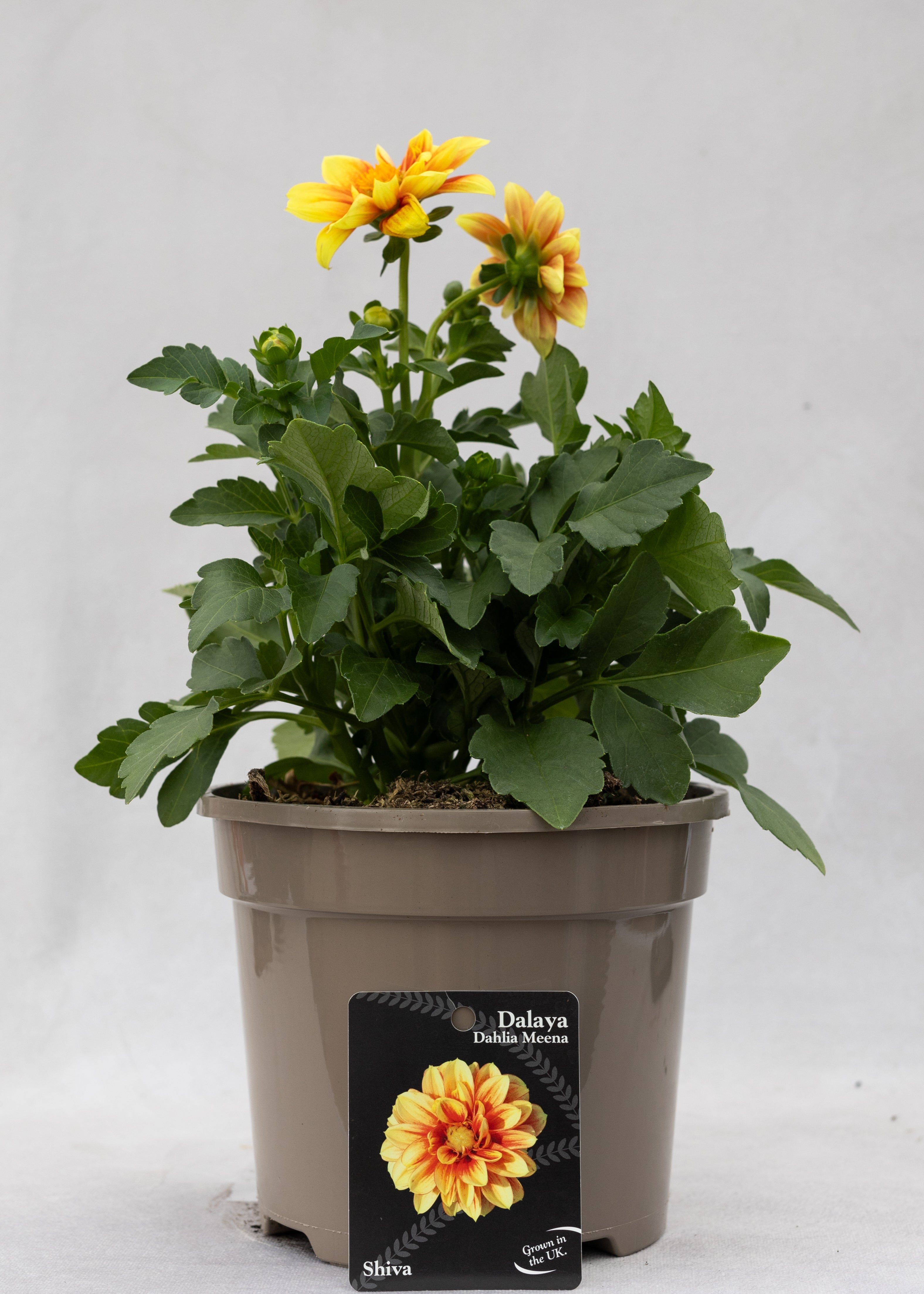 Dahlia 'Meena Shiva'