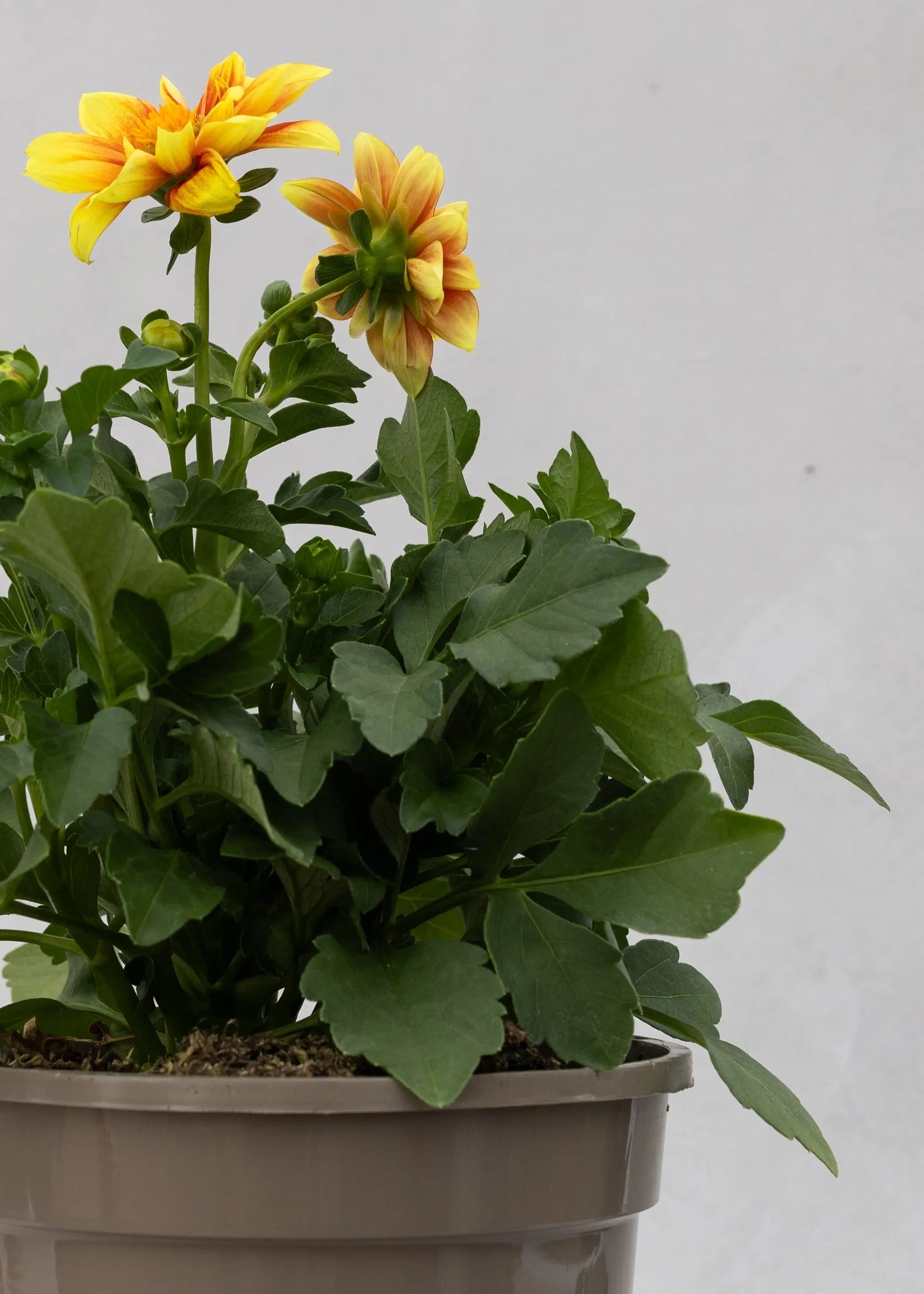 Dahlia 'Meena Shiva'