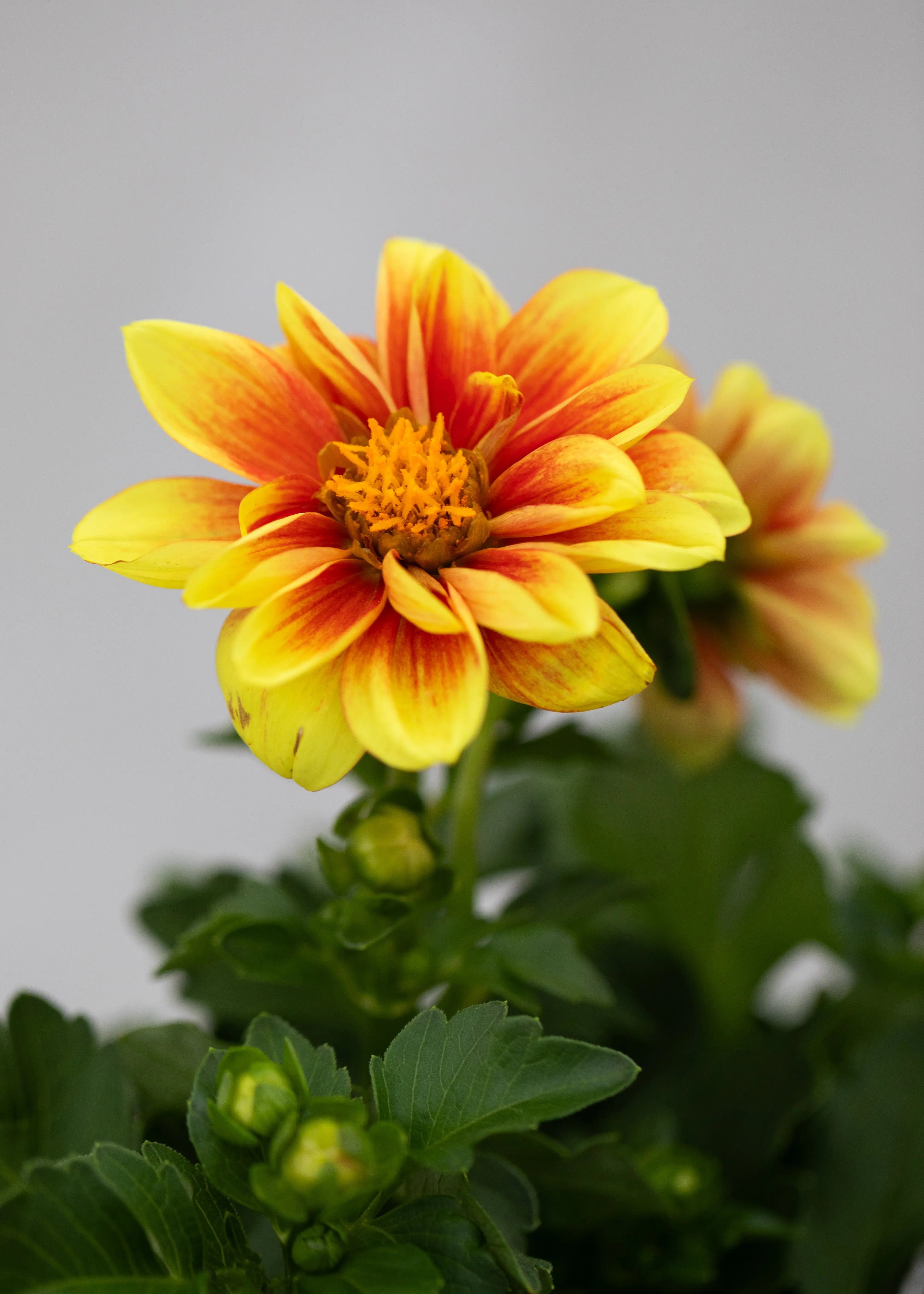 Dahlia 'Meena Shiva'