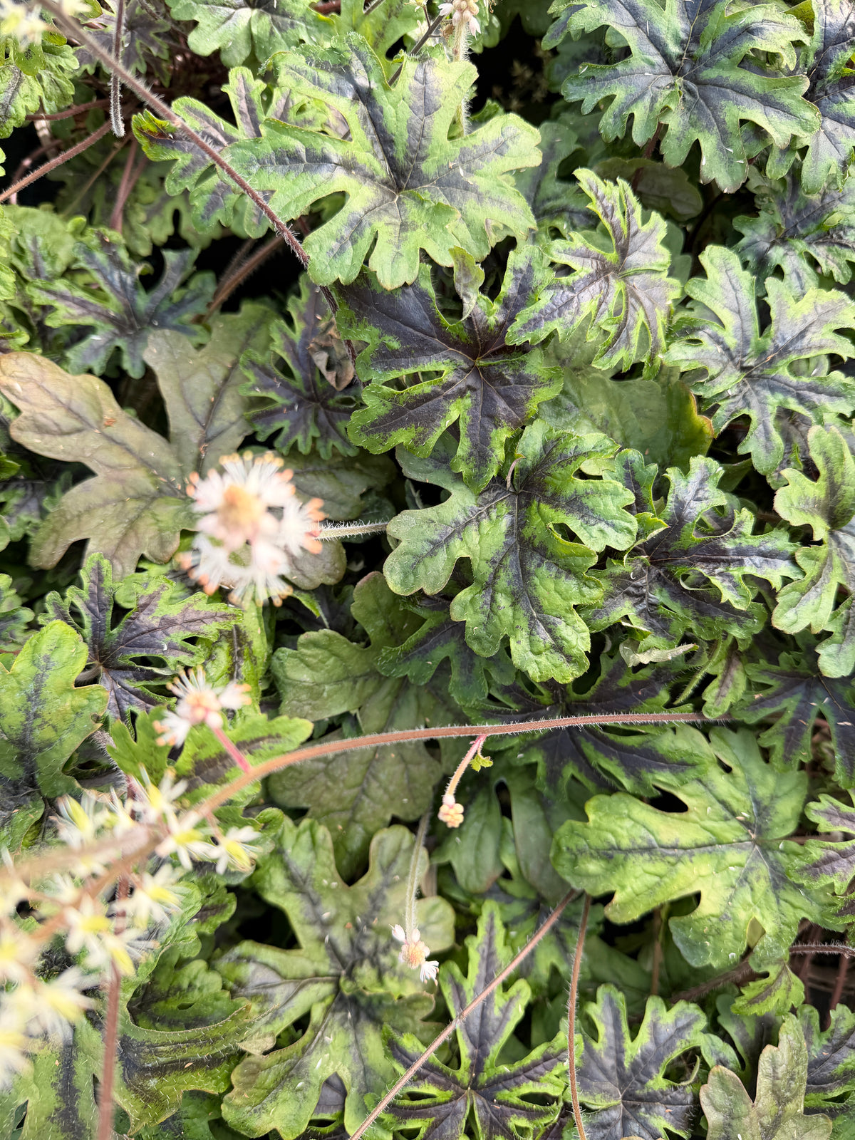 Tiarella 'Emerald Ellie'