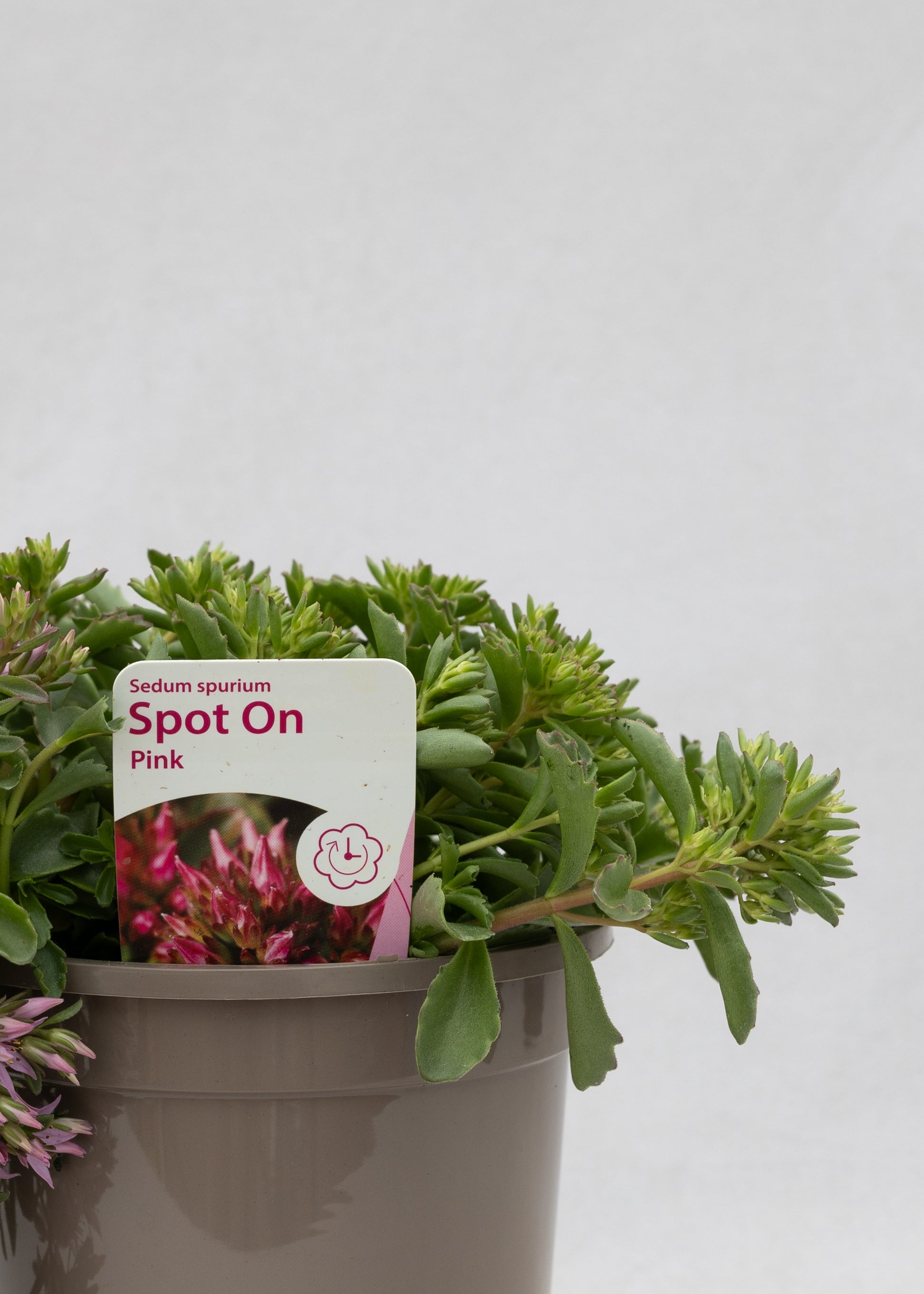 Sedum spurium 'Spot On Pink'