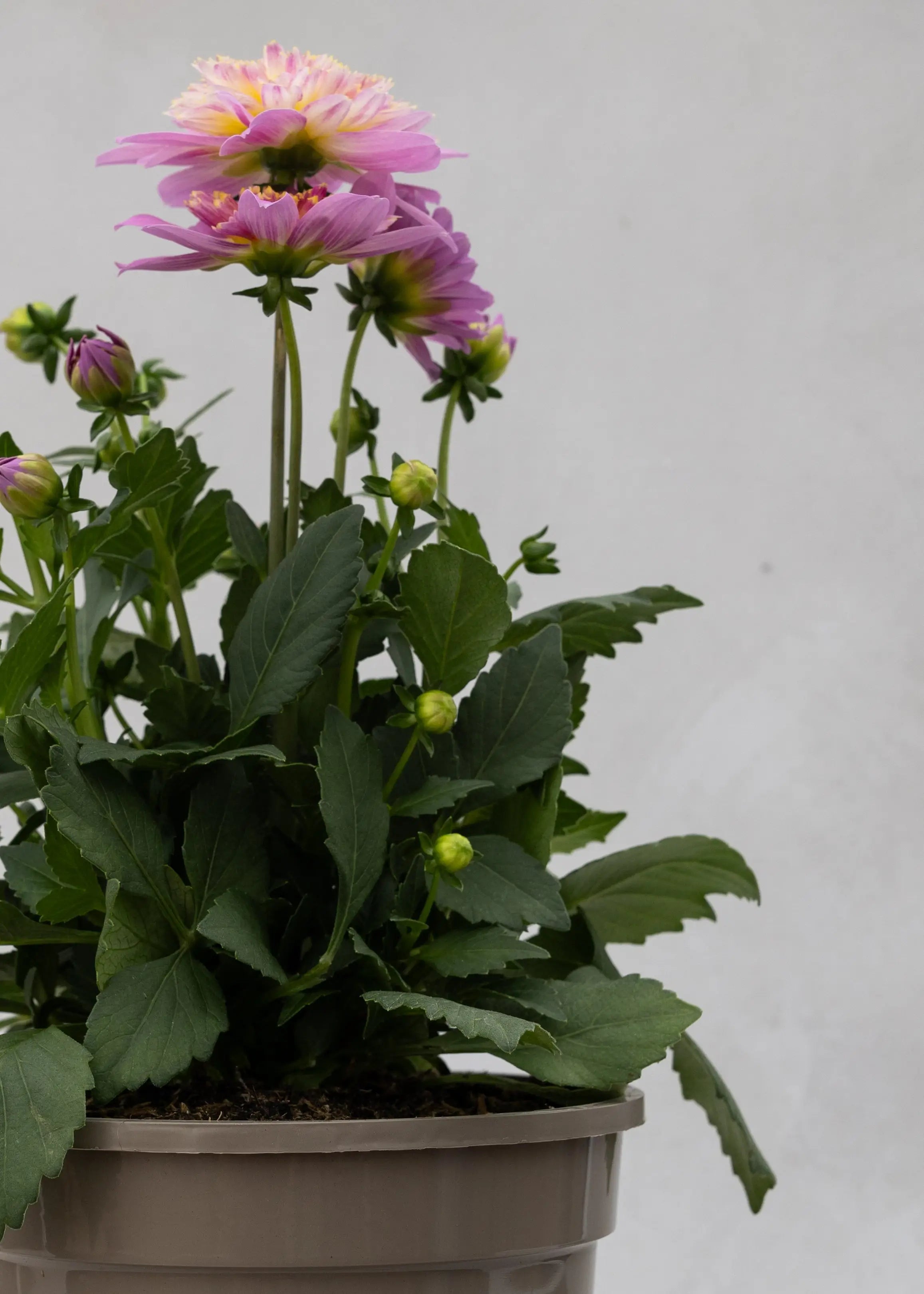 Dahlia 'Maxi Pink Starburst'