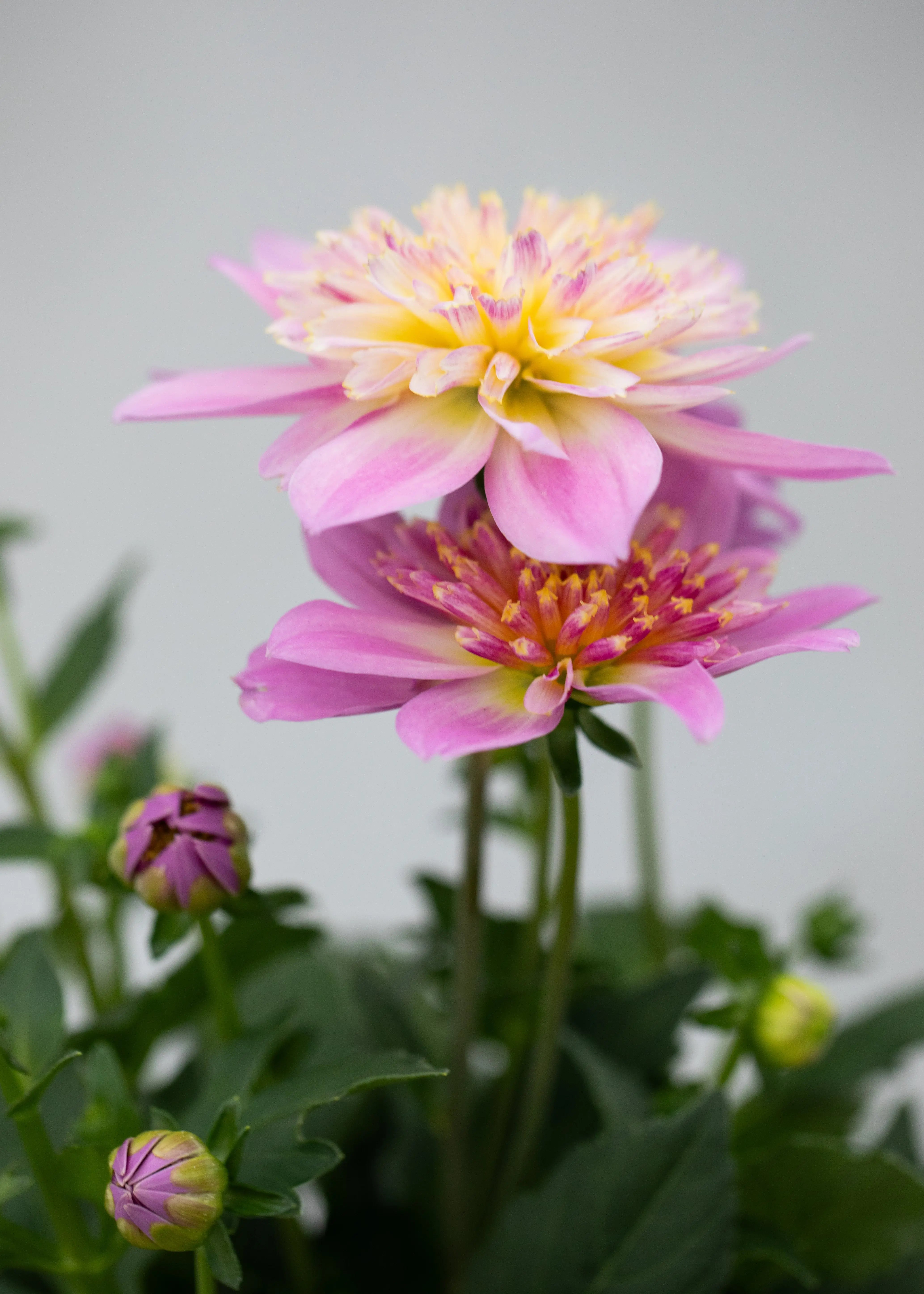 Dahlia 'Maxi Pink Starburst'