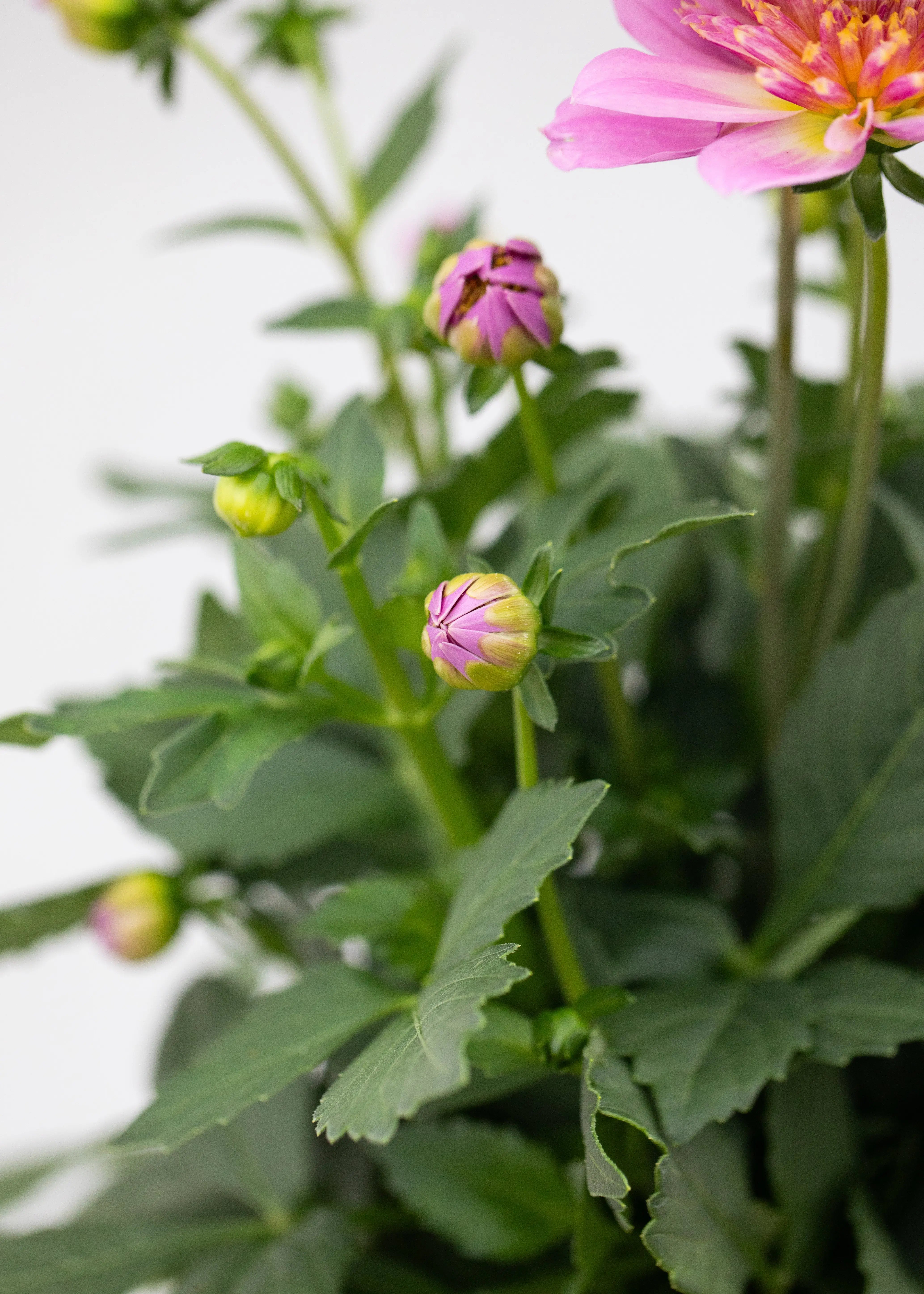 Dahlia 'Maxi Pink Starburst'