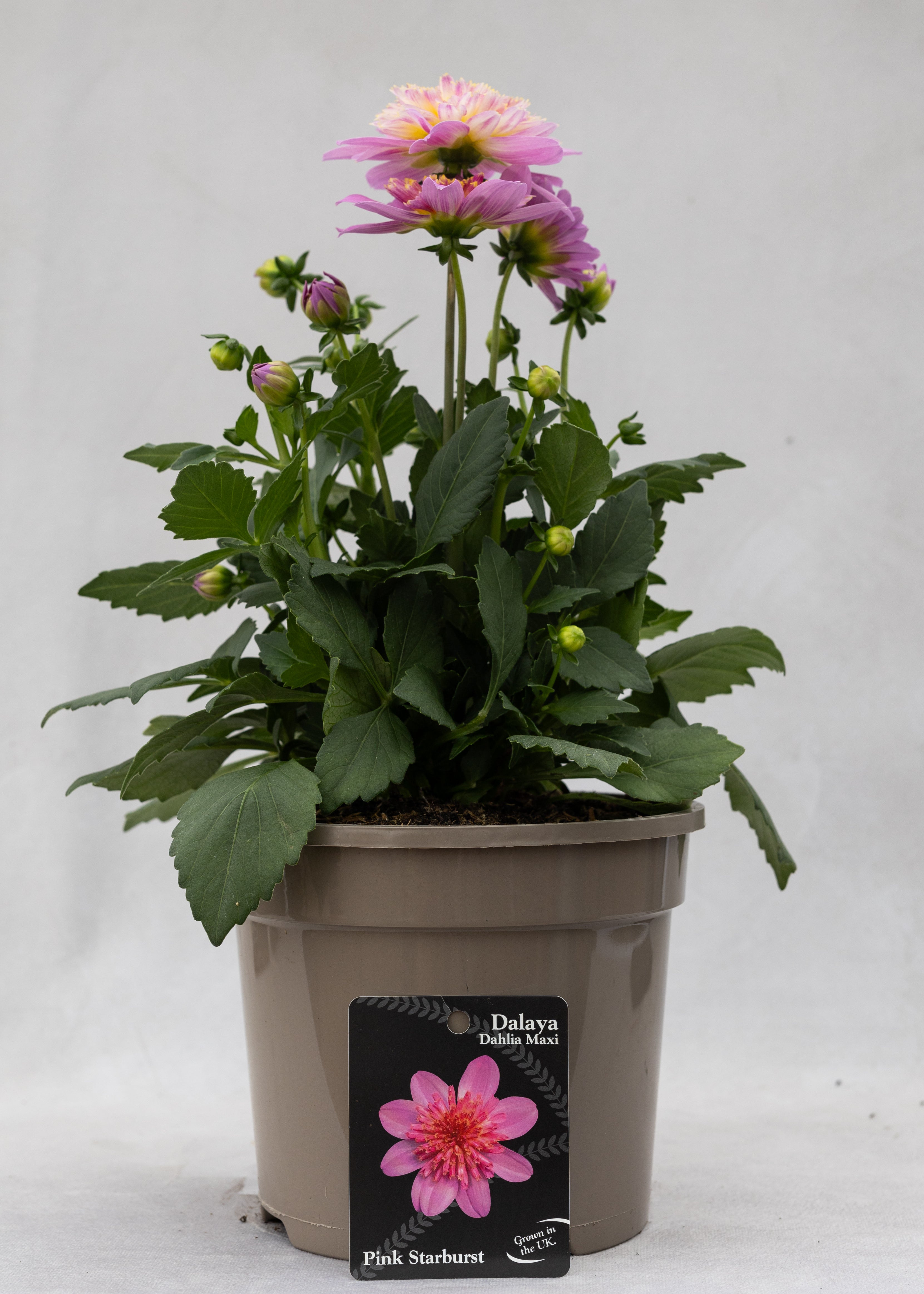 Dahlia 'Maxi Pink Starburst'