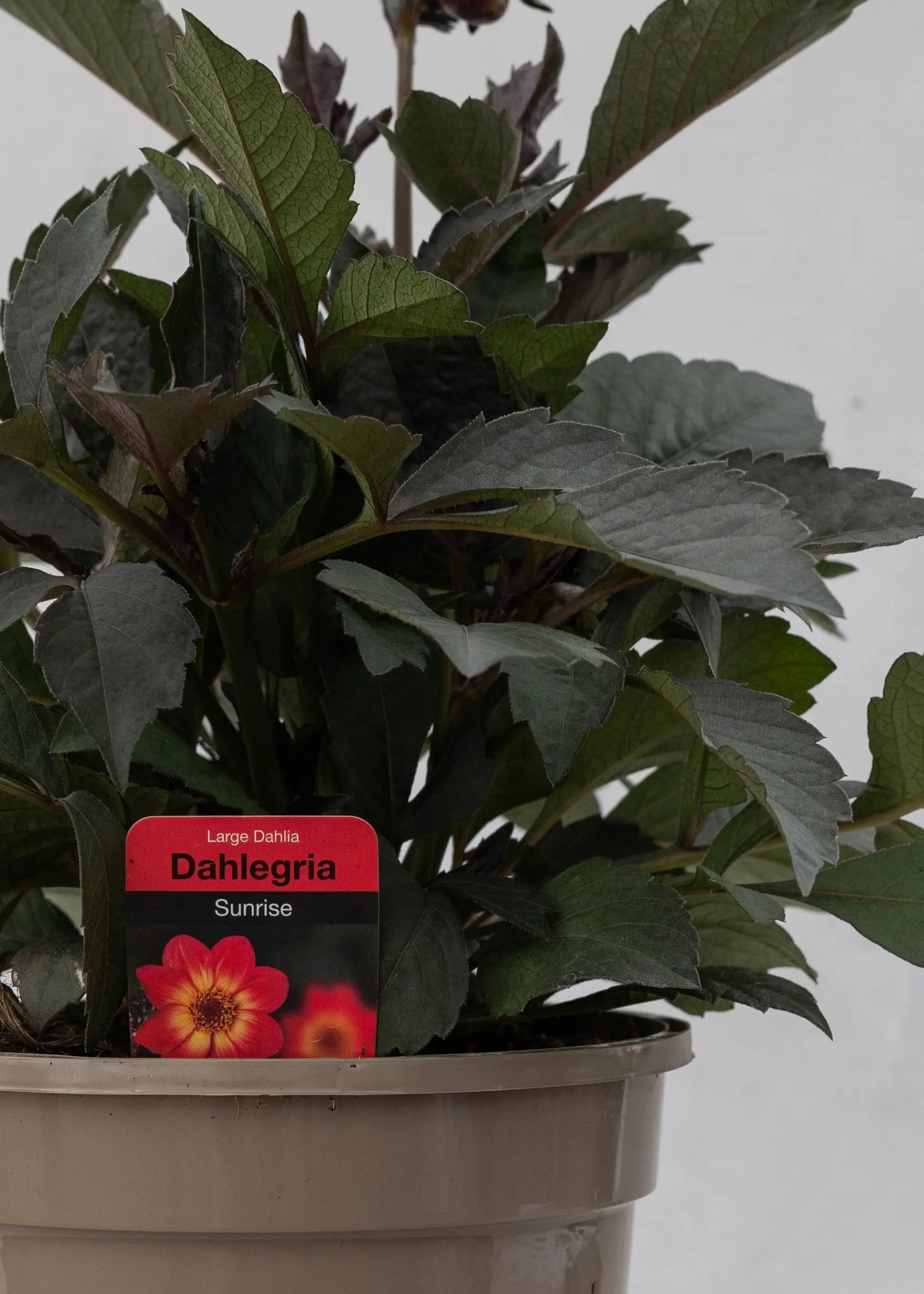 Dahlia hybrida 'Dahlegria Sunrise'
