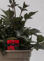 Dahlia hybrida 'Dahlegria Red'