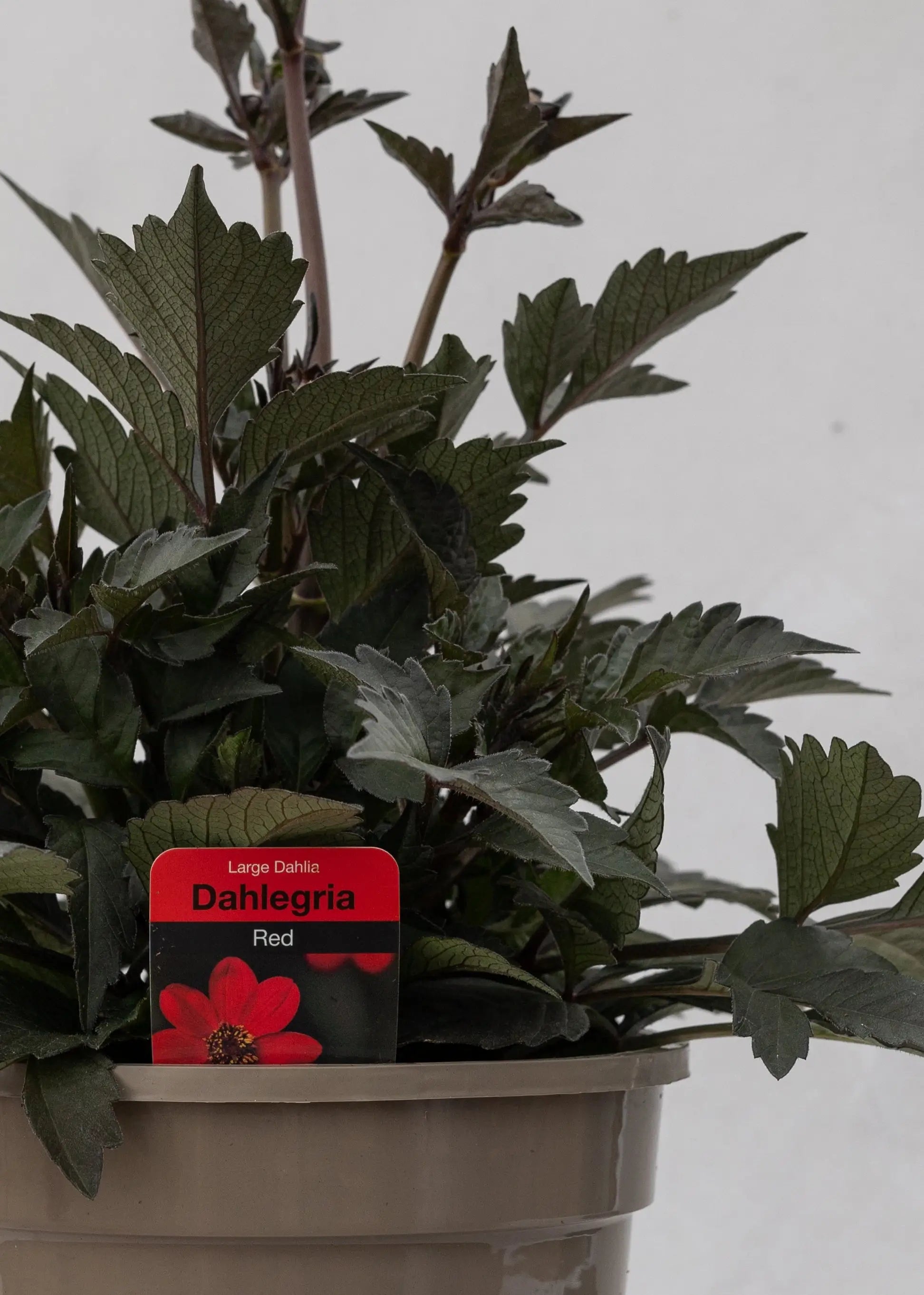 Dahlia hybrida 'Dahlegria Red'