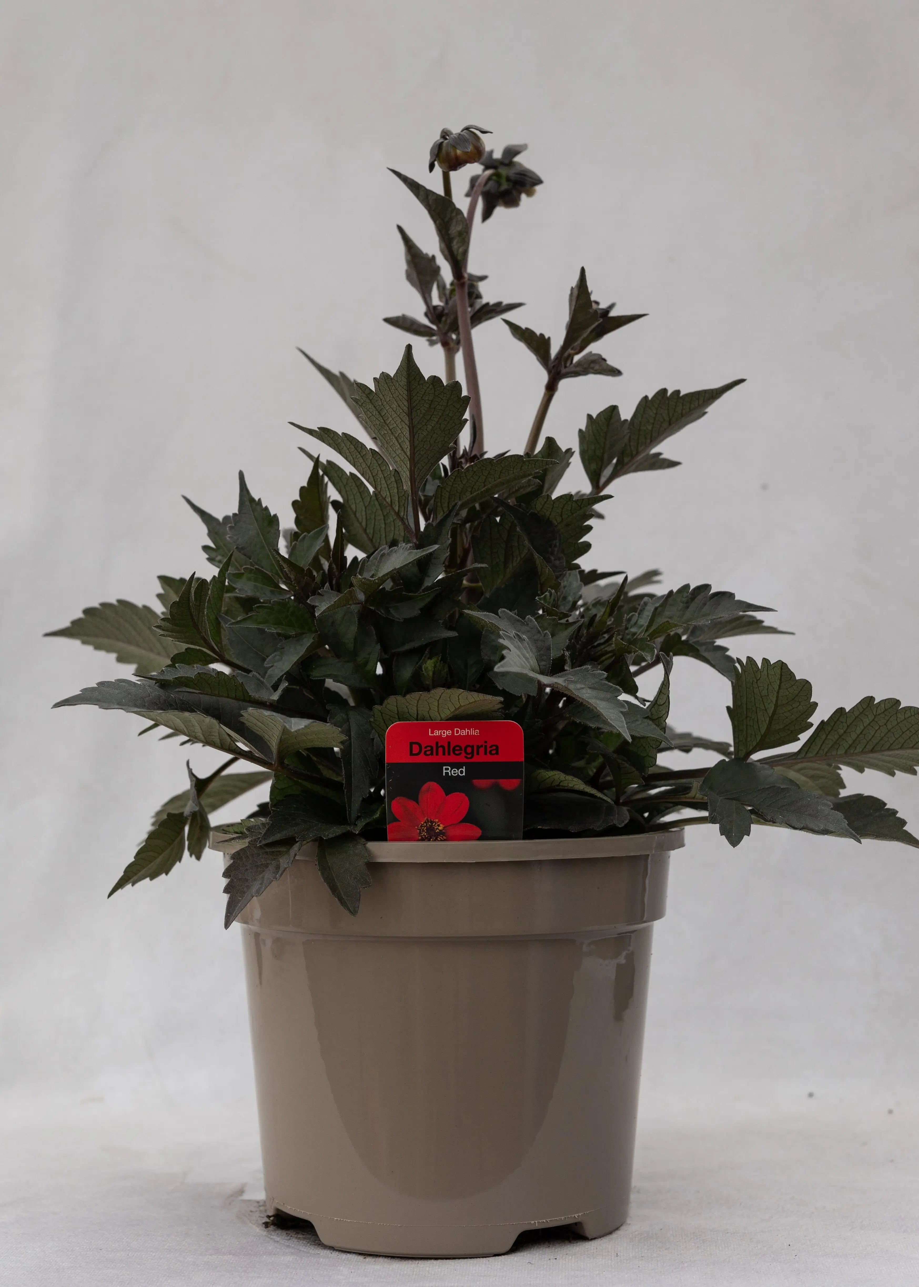 Dahlia hybrida 'Dahlegria Red'