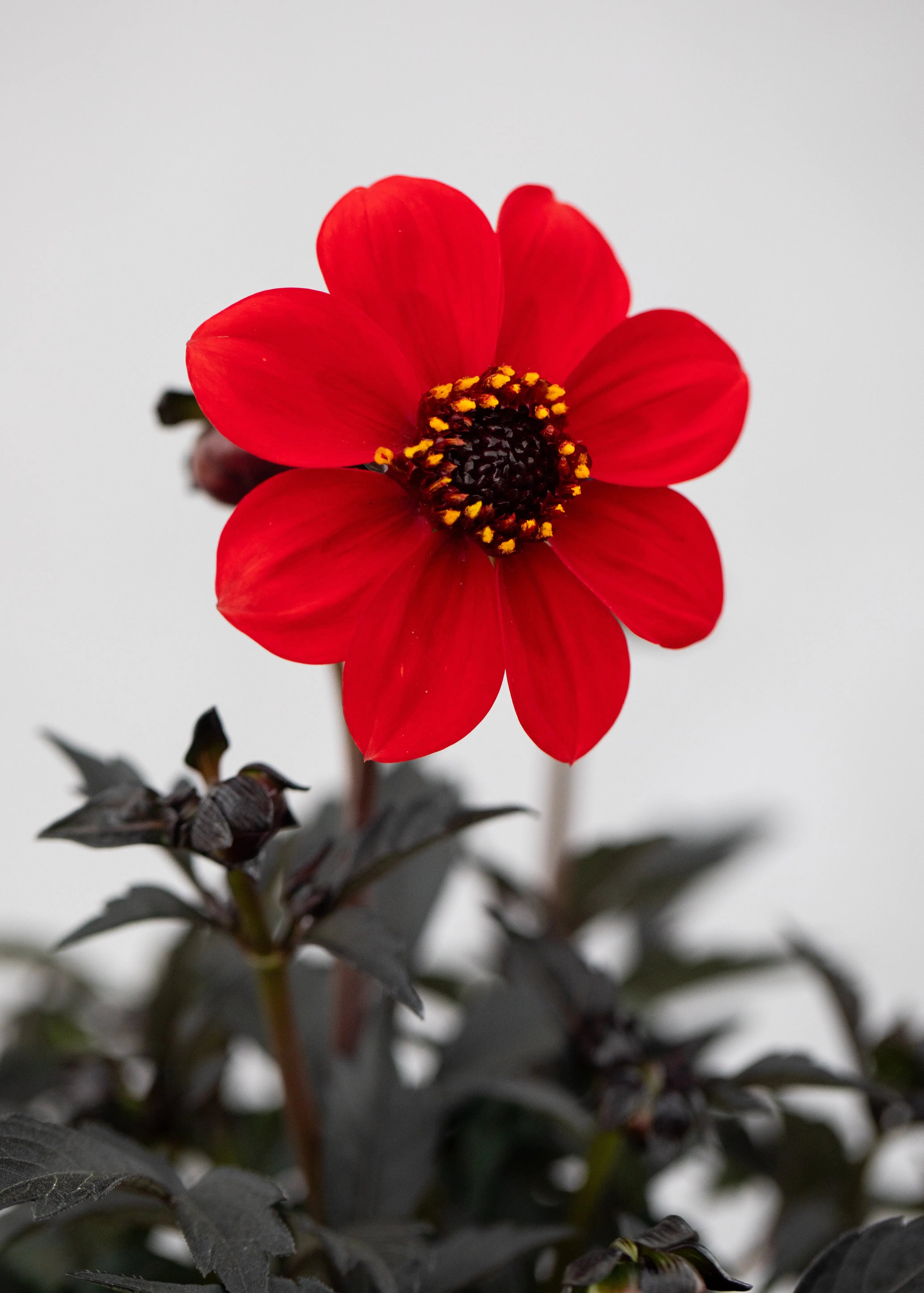 Dahlia hybrida 'Dahlegria Orange'