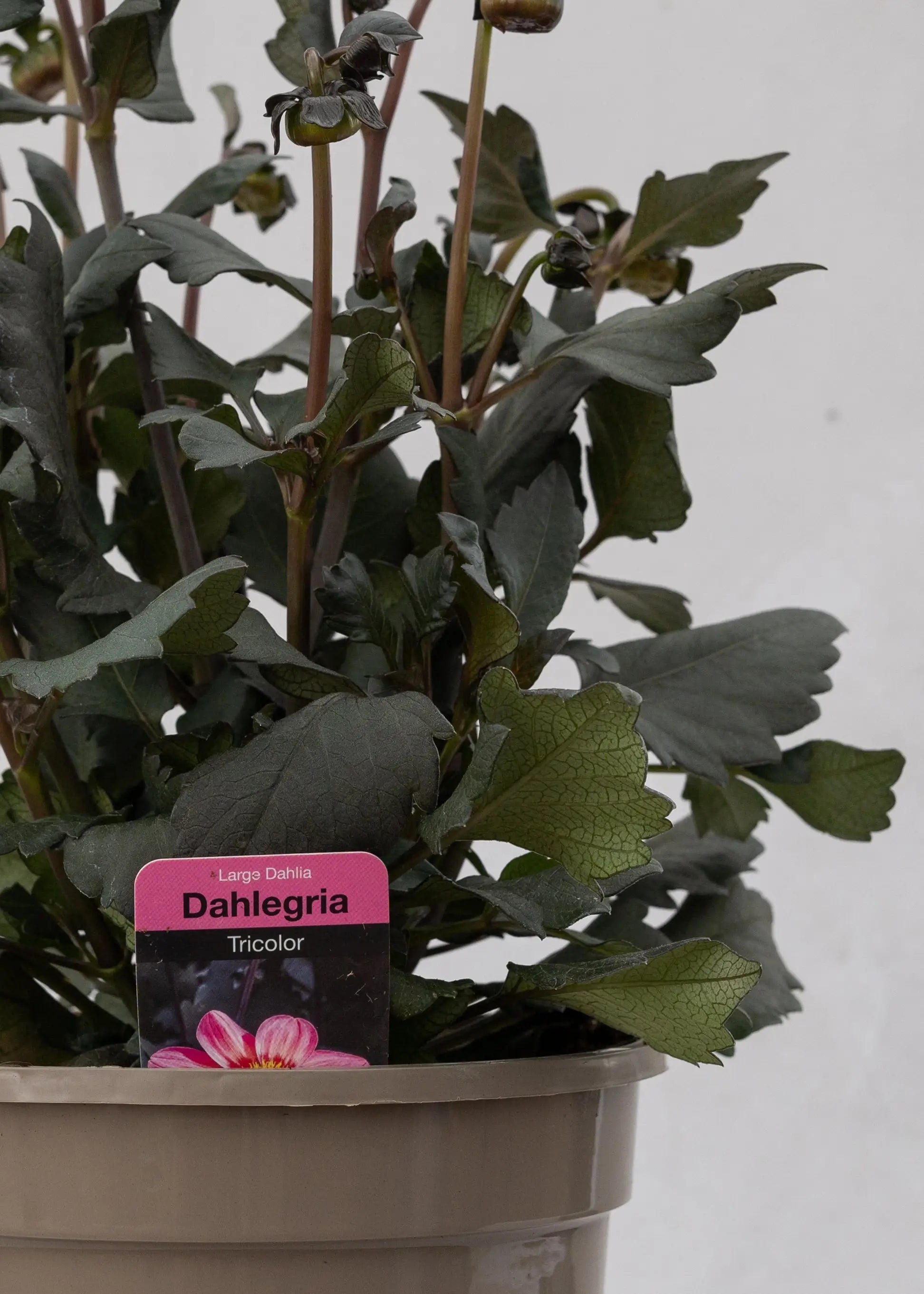 Dahlia hybrida 'Dahlegria Tricolor'