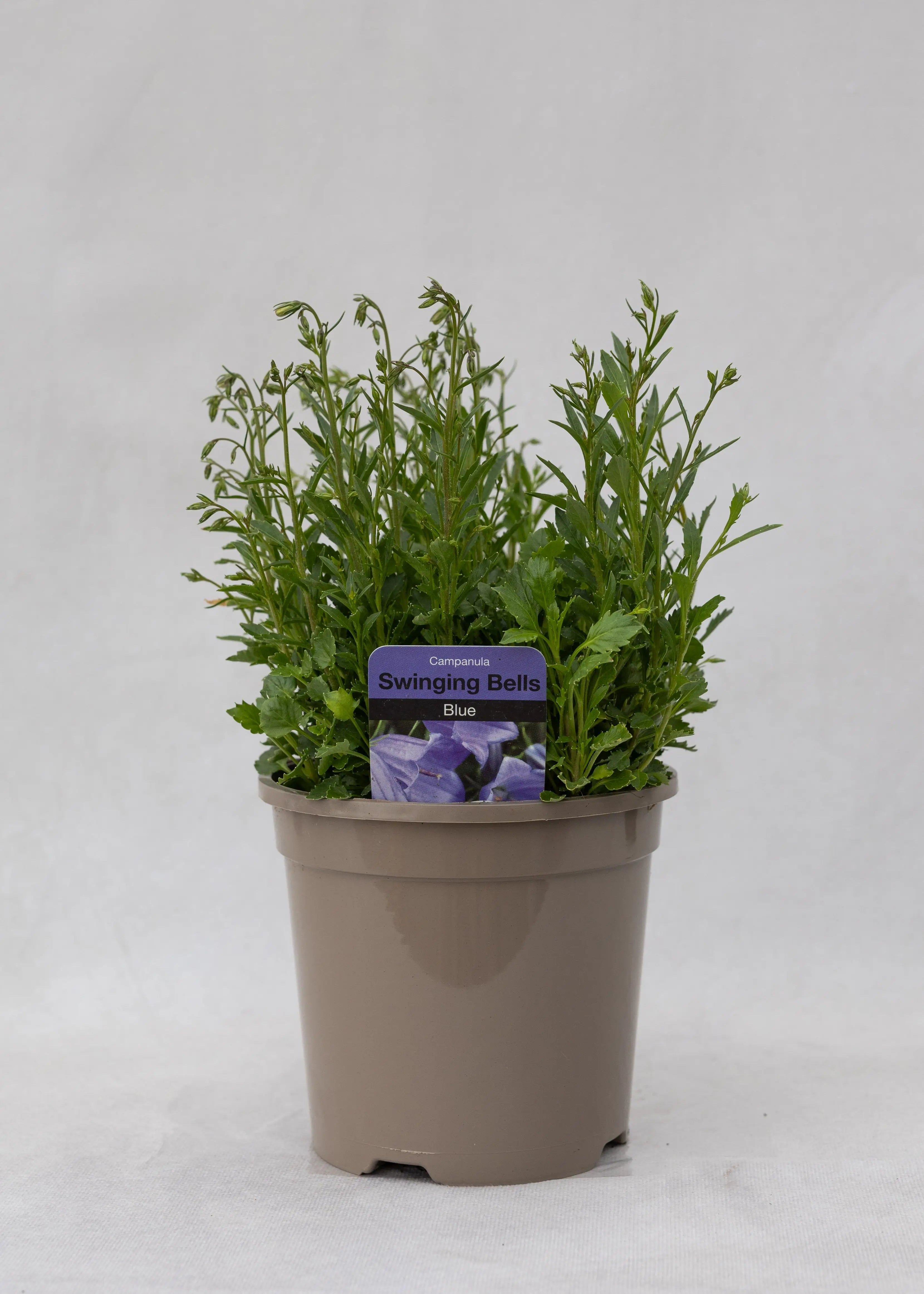 Campanula cochlearifolia 'Swinging Bells Blue'
