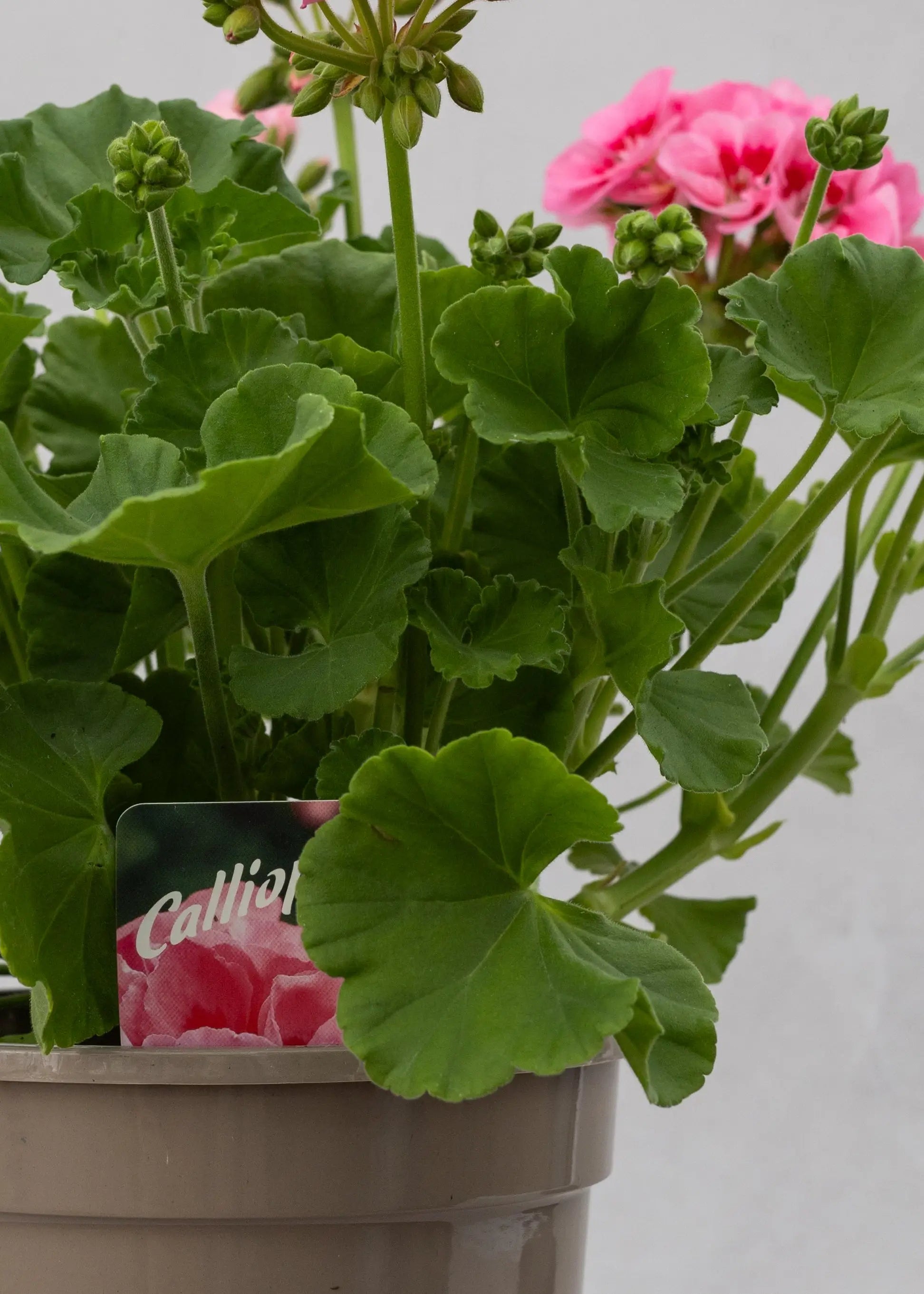 Geranium zonal 'Pink Splash'
