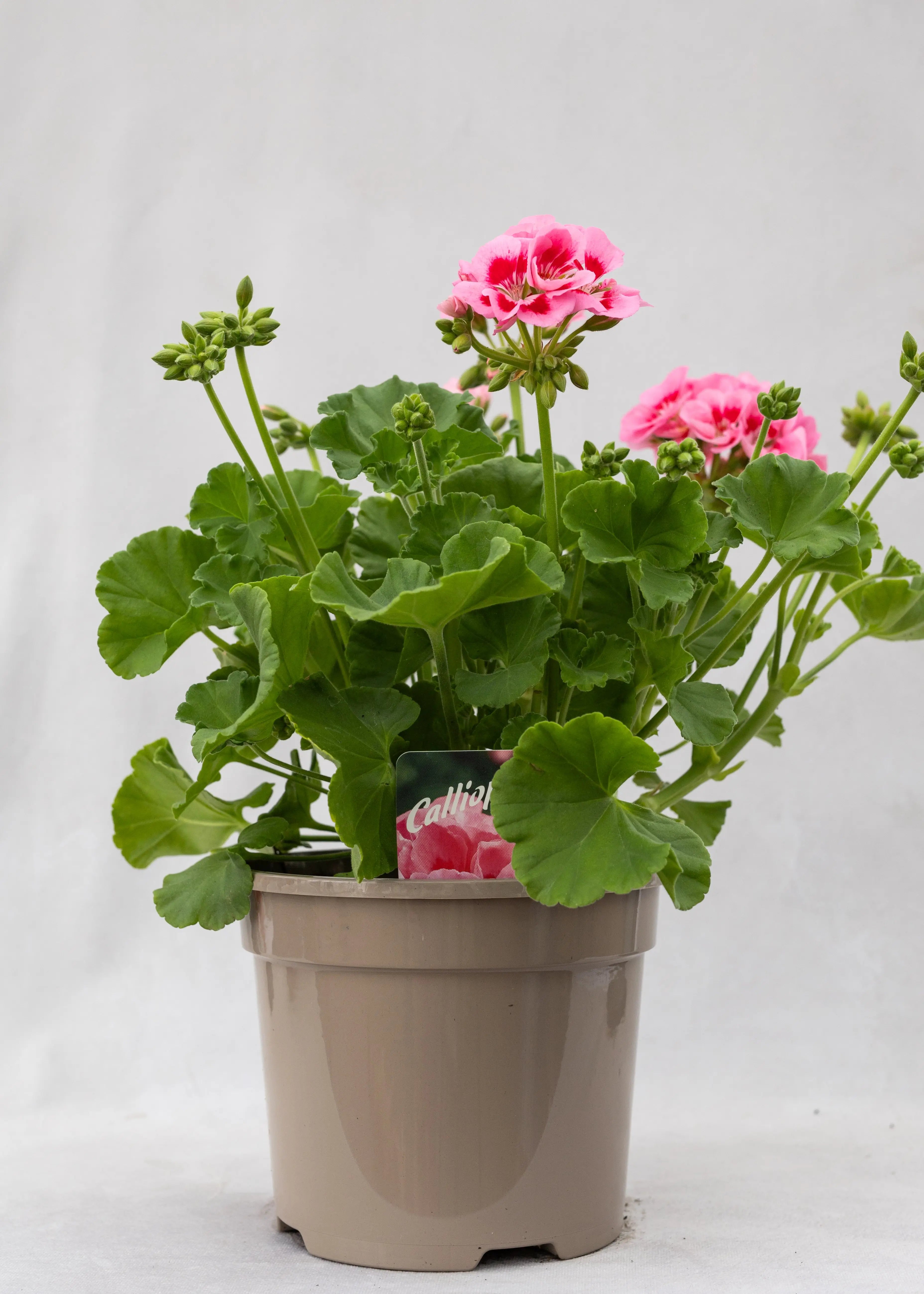 Geranium zonal 'Pink Splash'