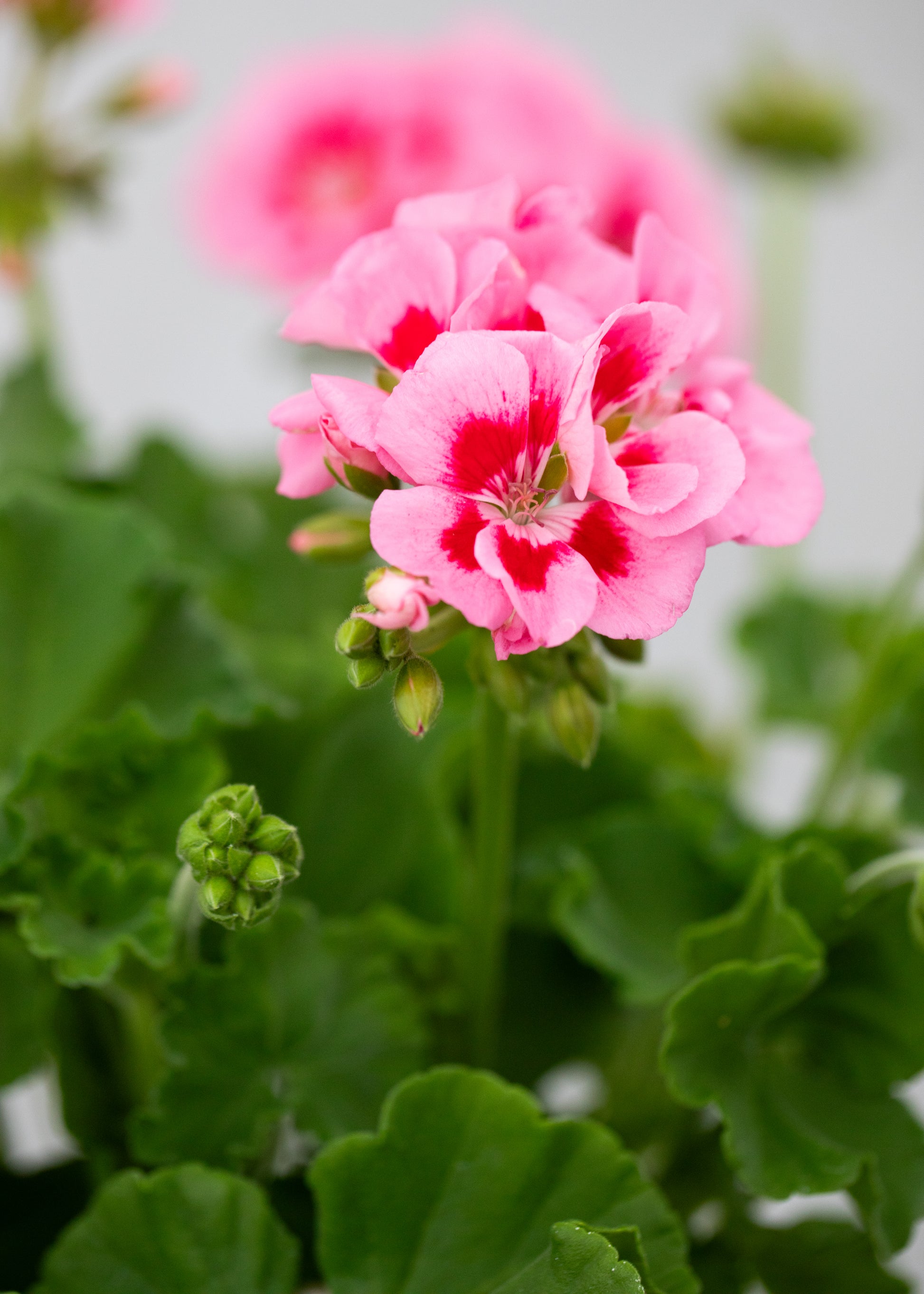 Geranium zonal 'Pink Splash'