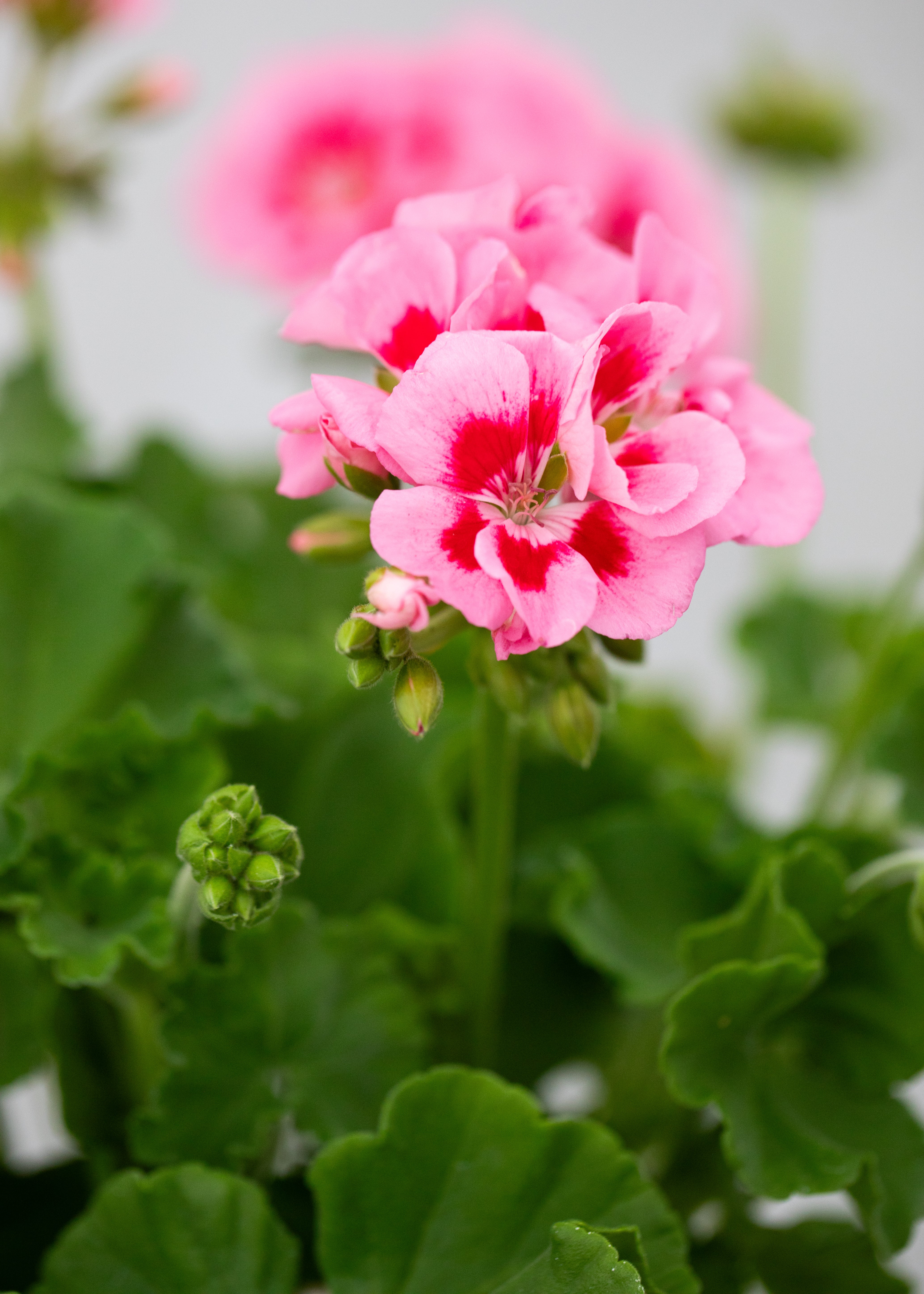 Geranium zonal 'Pink Splash'