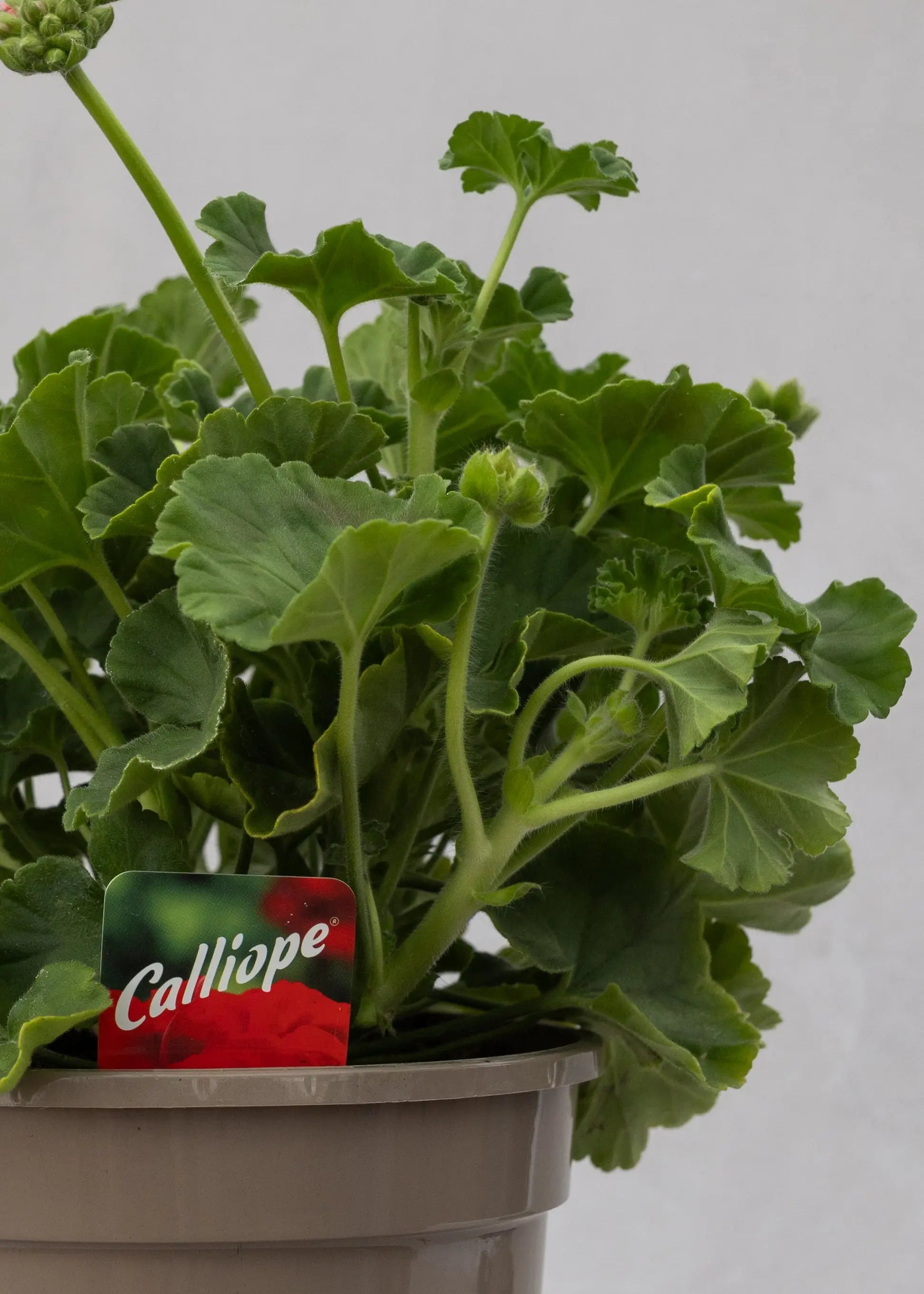 Geranium zonal 'Scarlet Red'