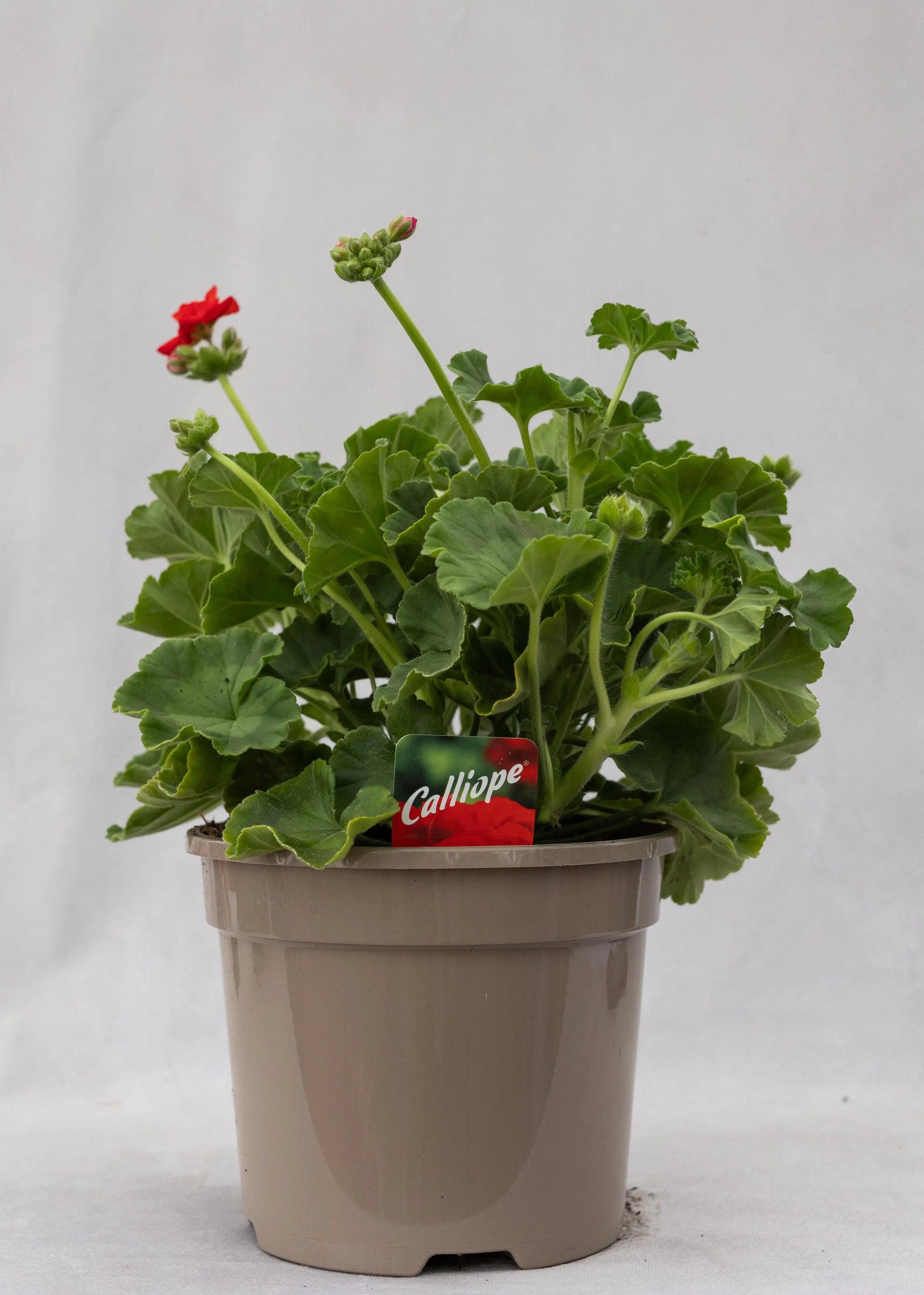 Geranium zonal 'Scarlet Red'