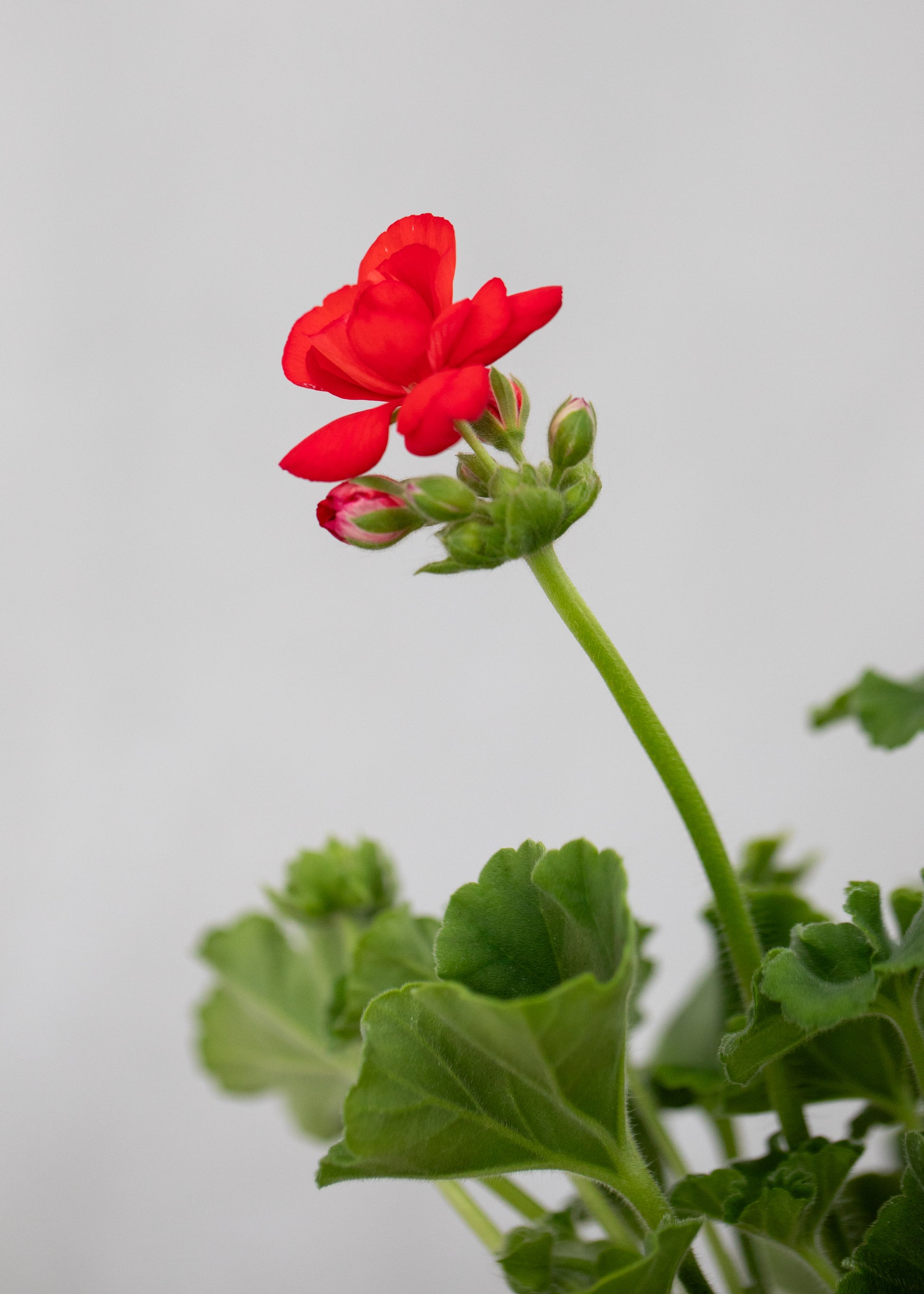 Geranium zonal 'Scarlet Red'