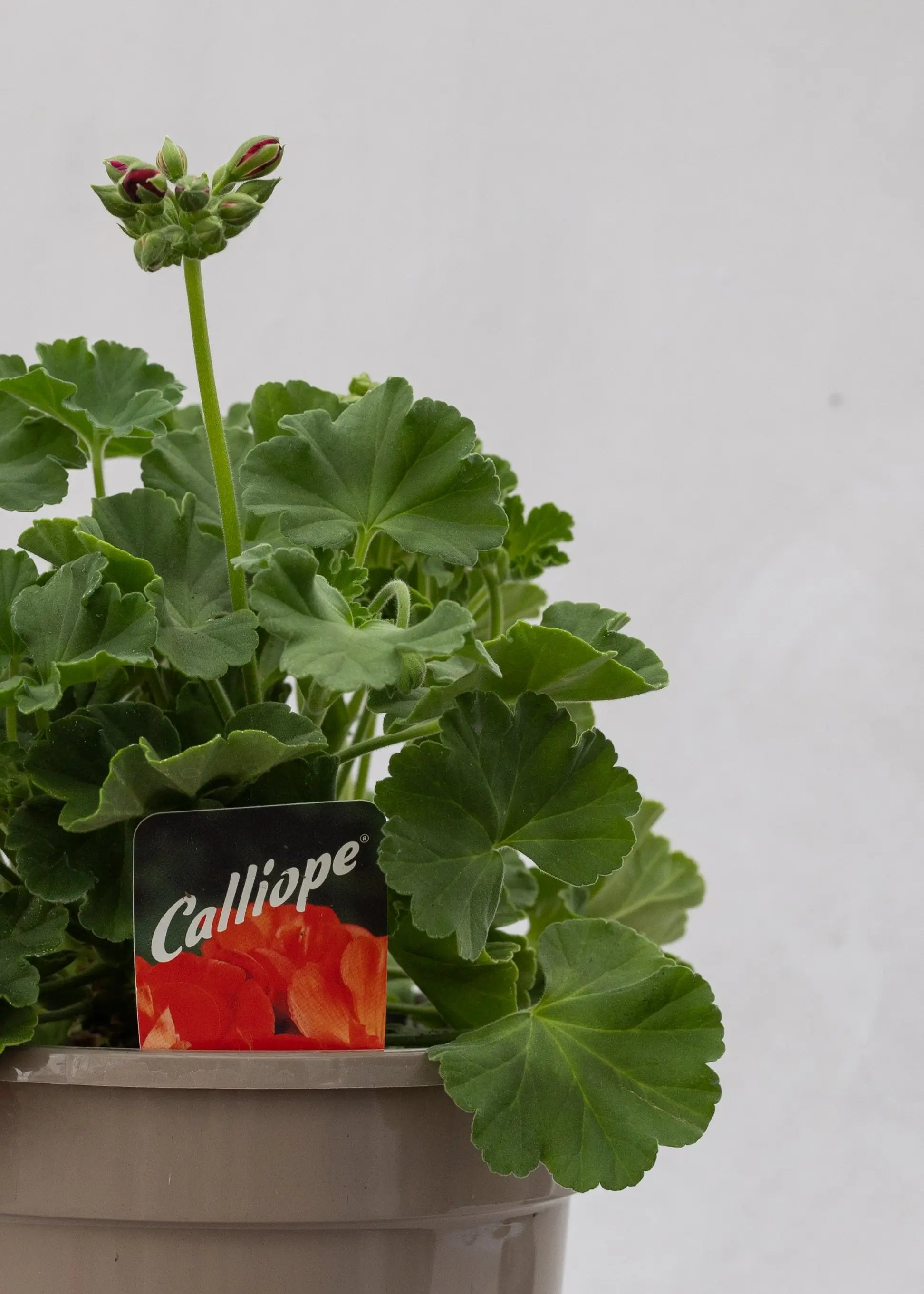 Geranium zonal 'Deep Red'