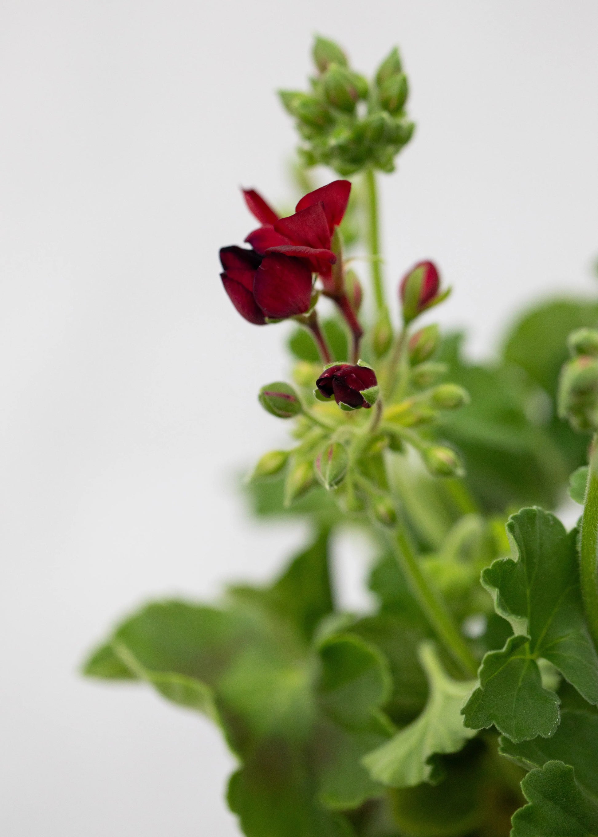 Geranium zonal 'Deep Red'