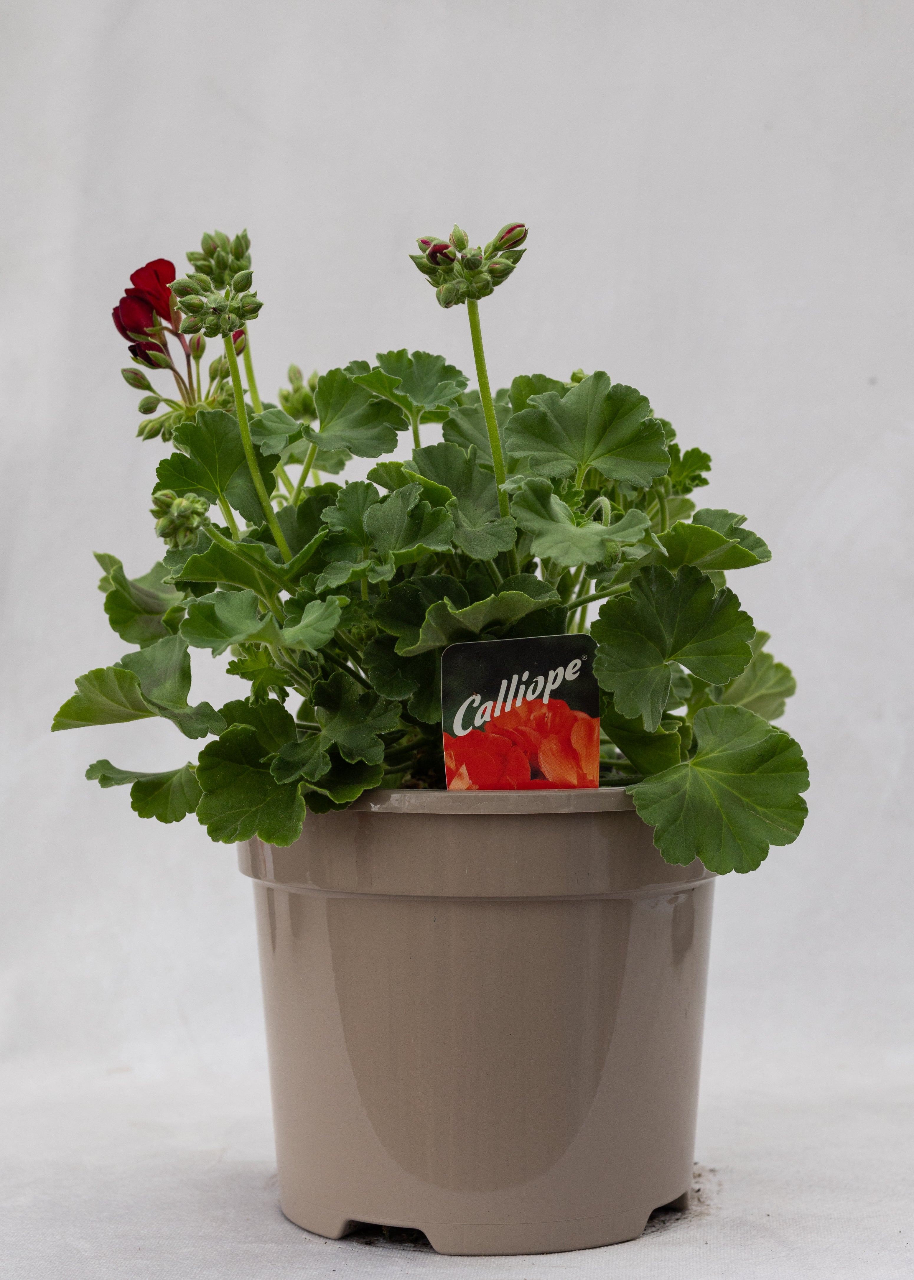 Geranium zonal 'Deep Red'