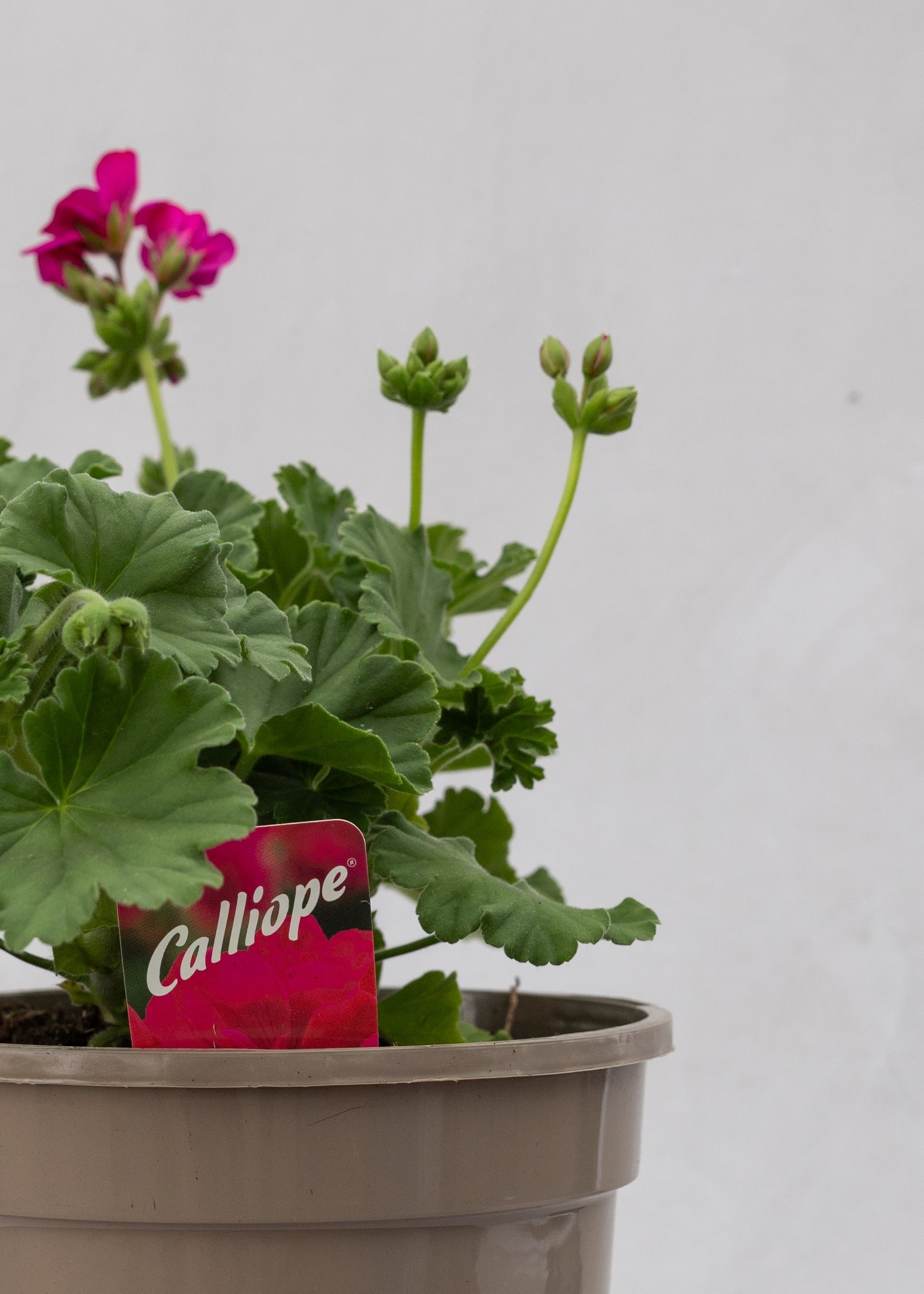 Geranium zonal 'Violet'