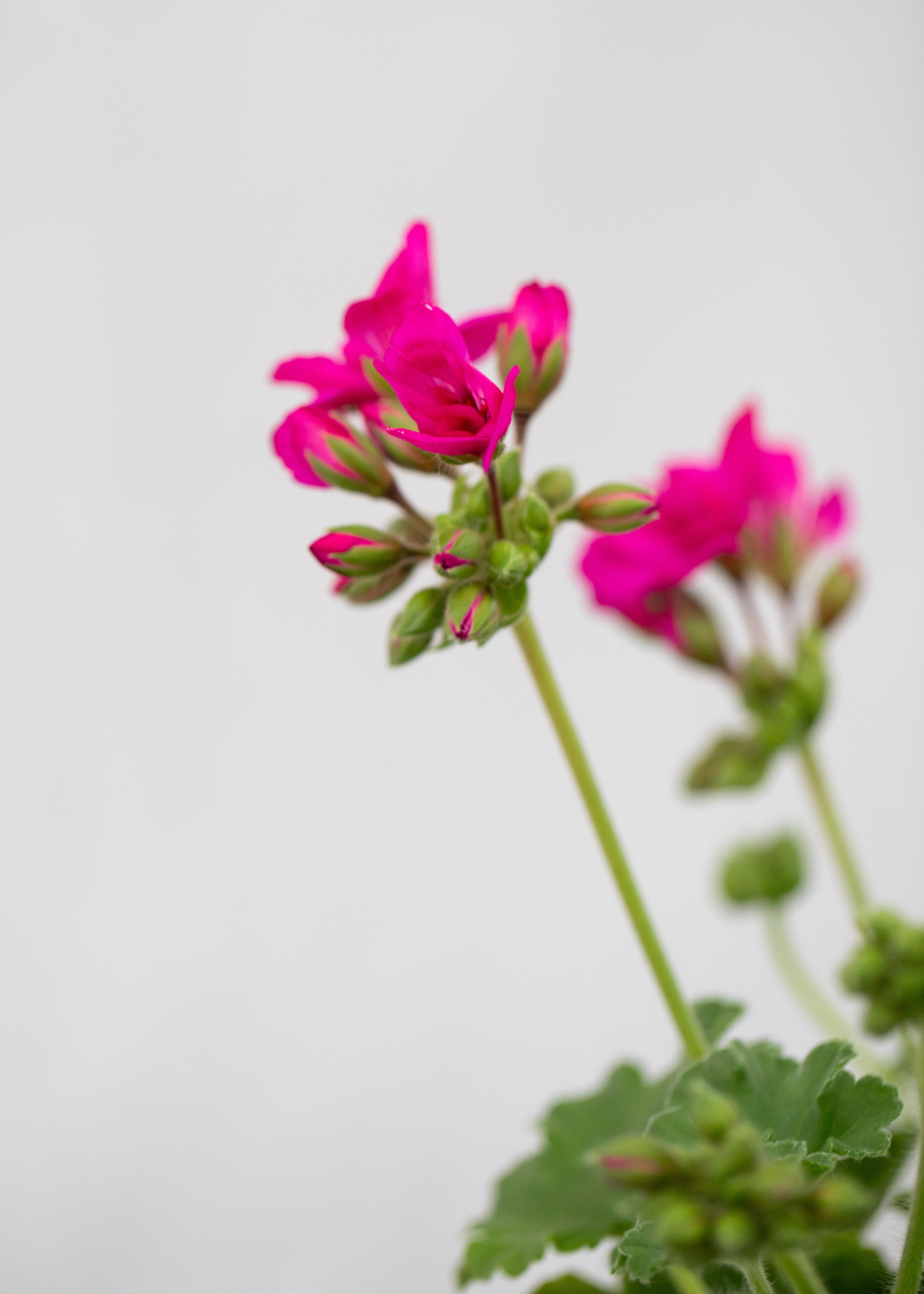 Geranium zonal 'Violet'