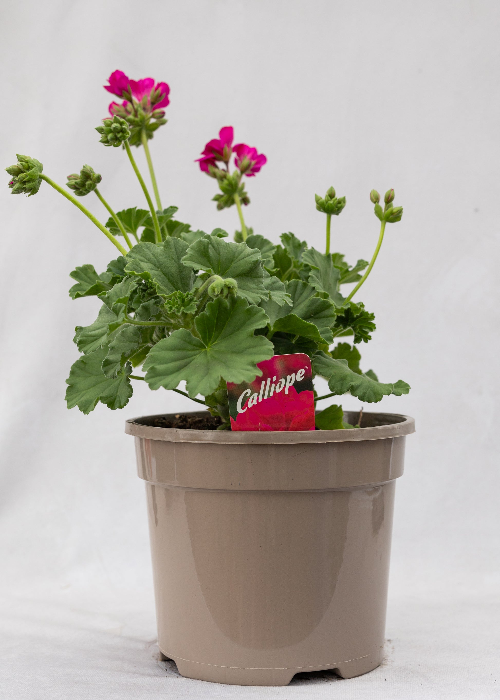 Geranium zonal 'Violet'