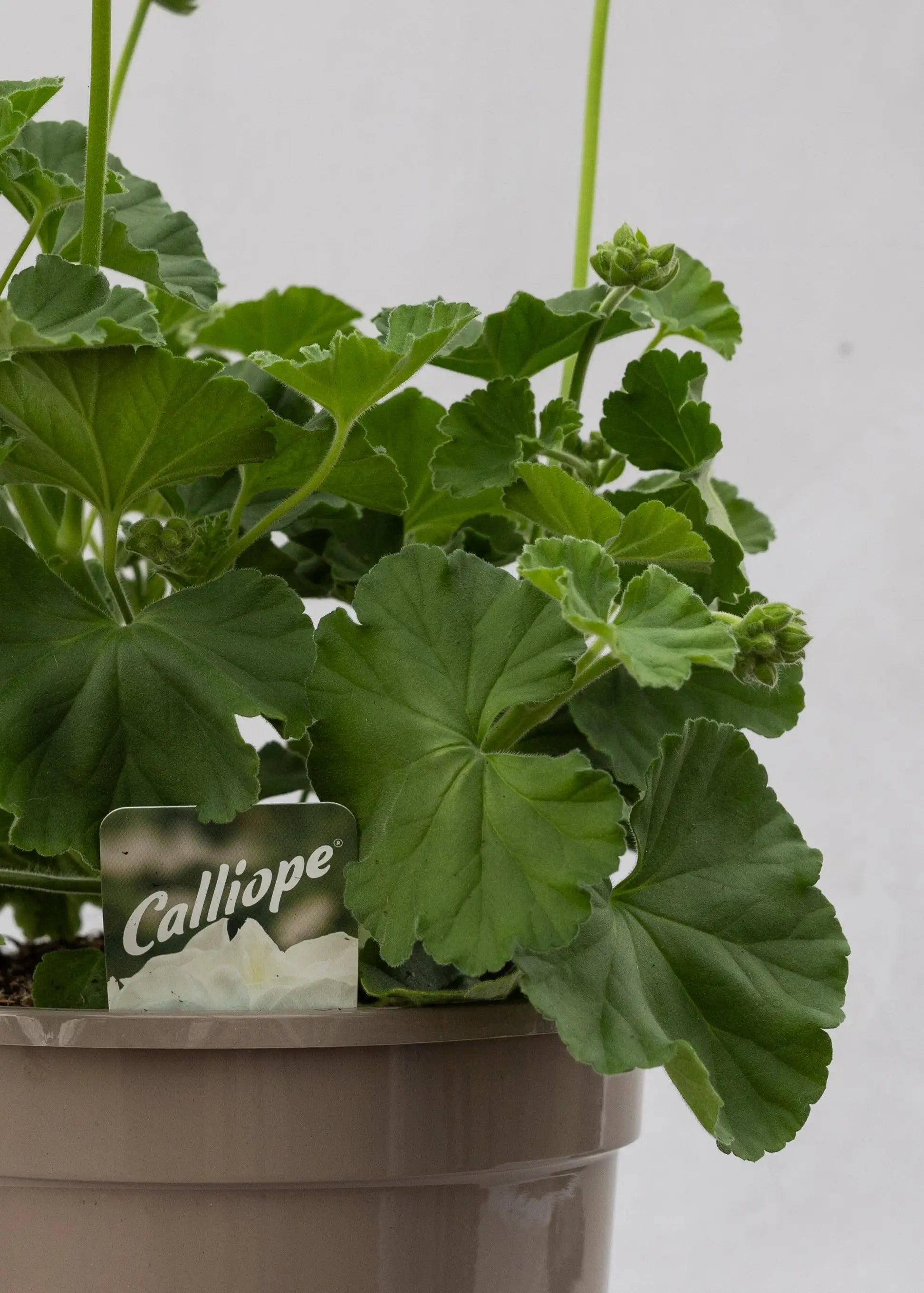 Geranium zonal 'White'