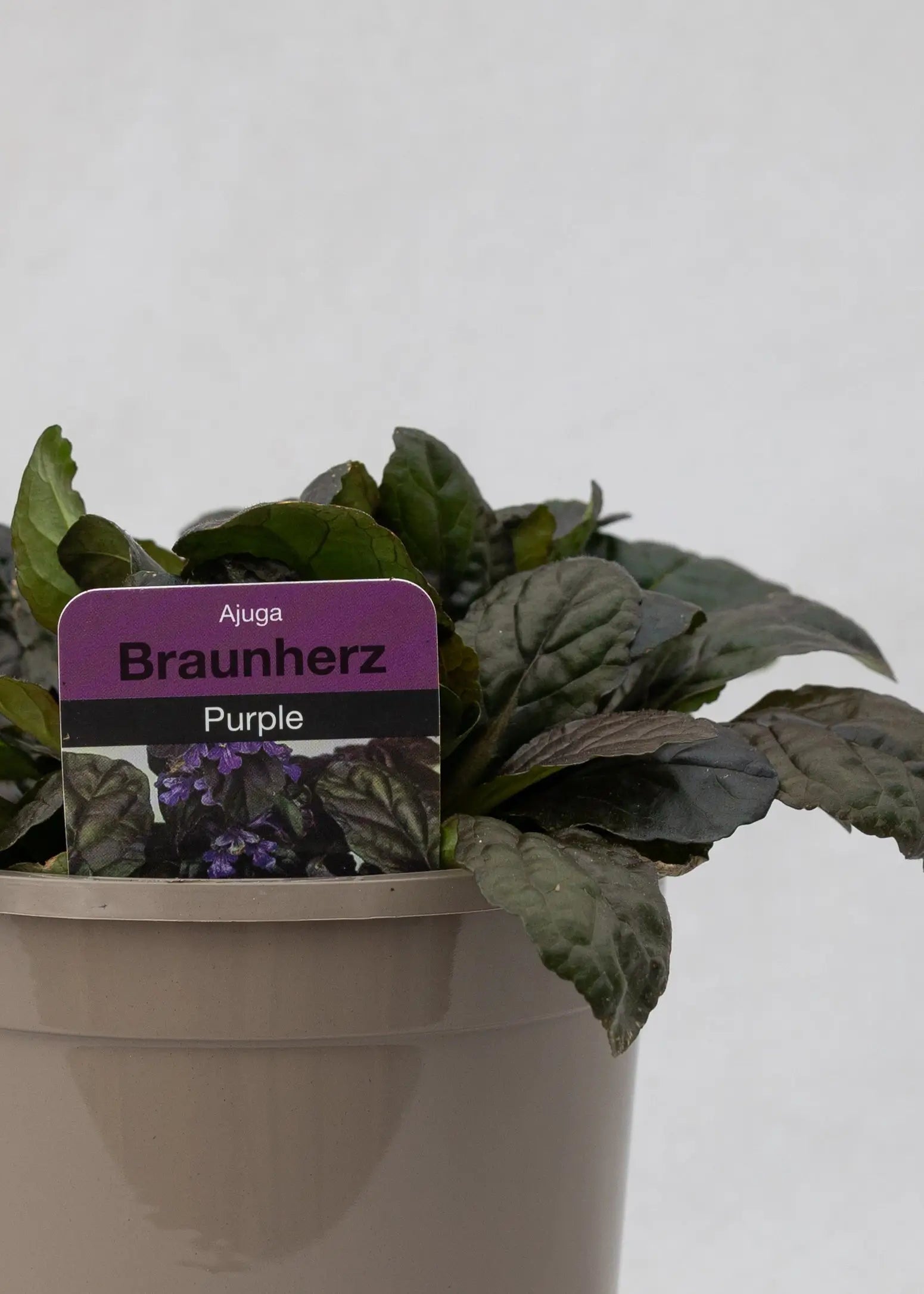 Ajuga reptans 'Braunherz'