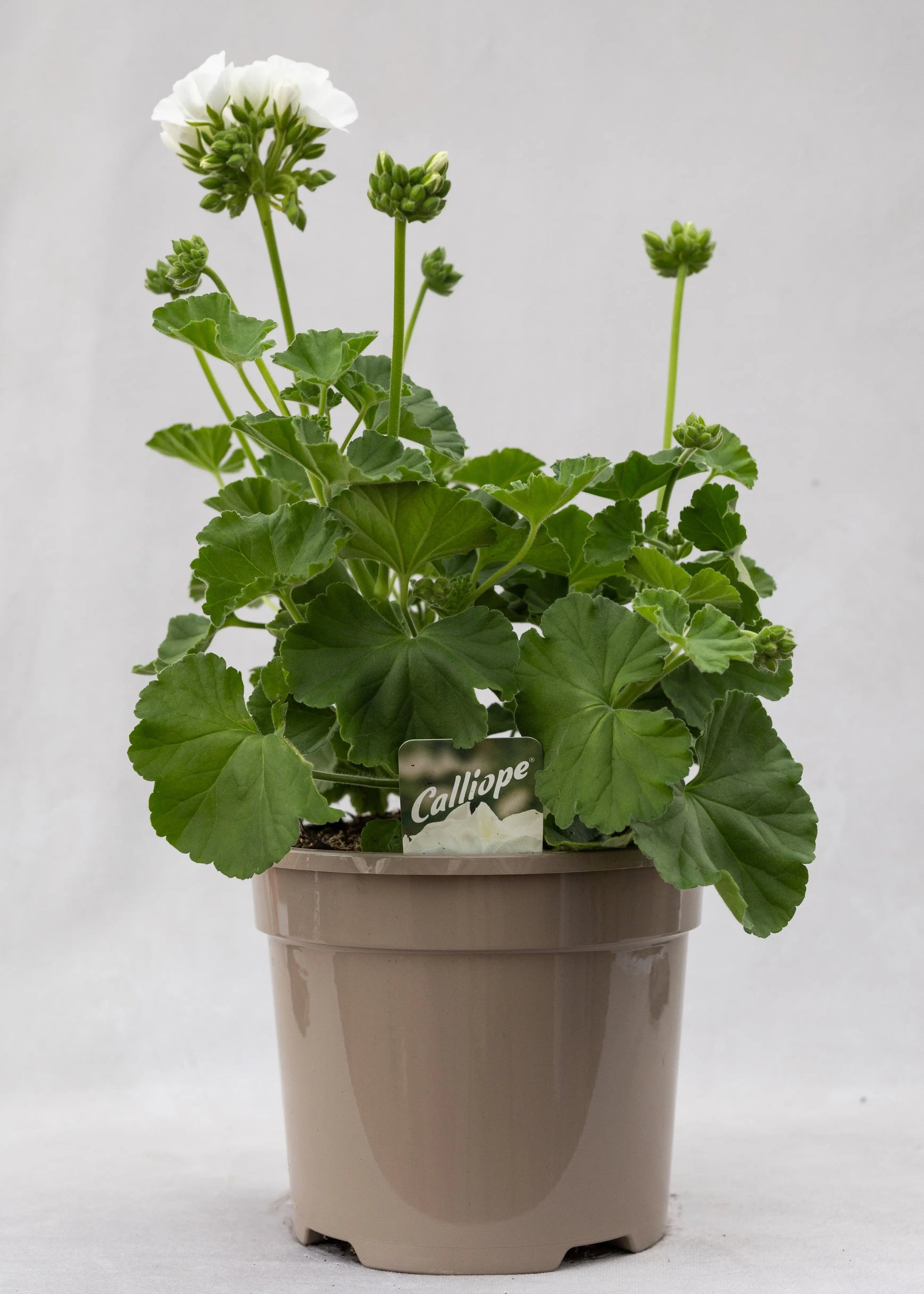 Geranium zonal 'White'