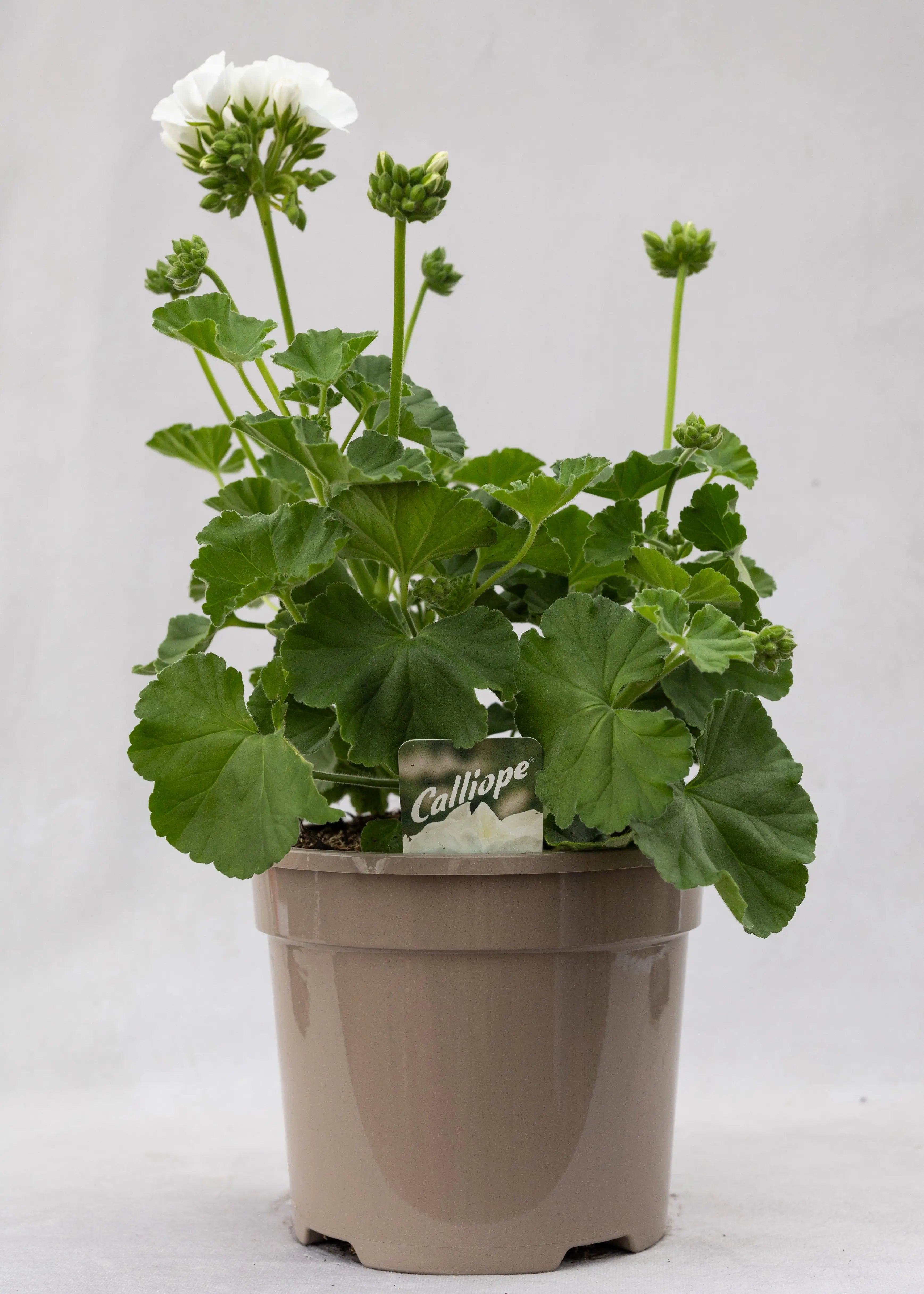 Geranium zonal 'White'