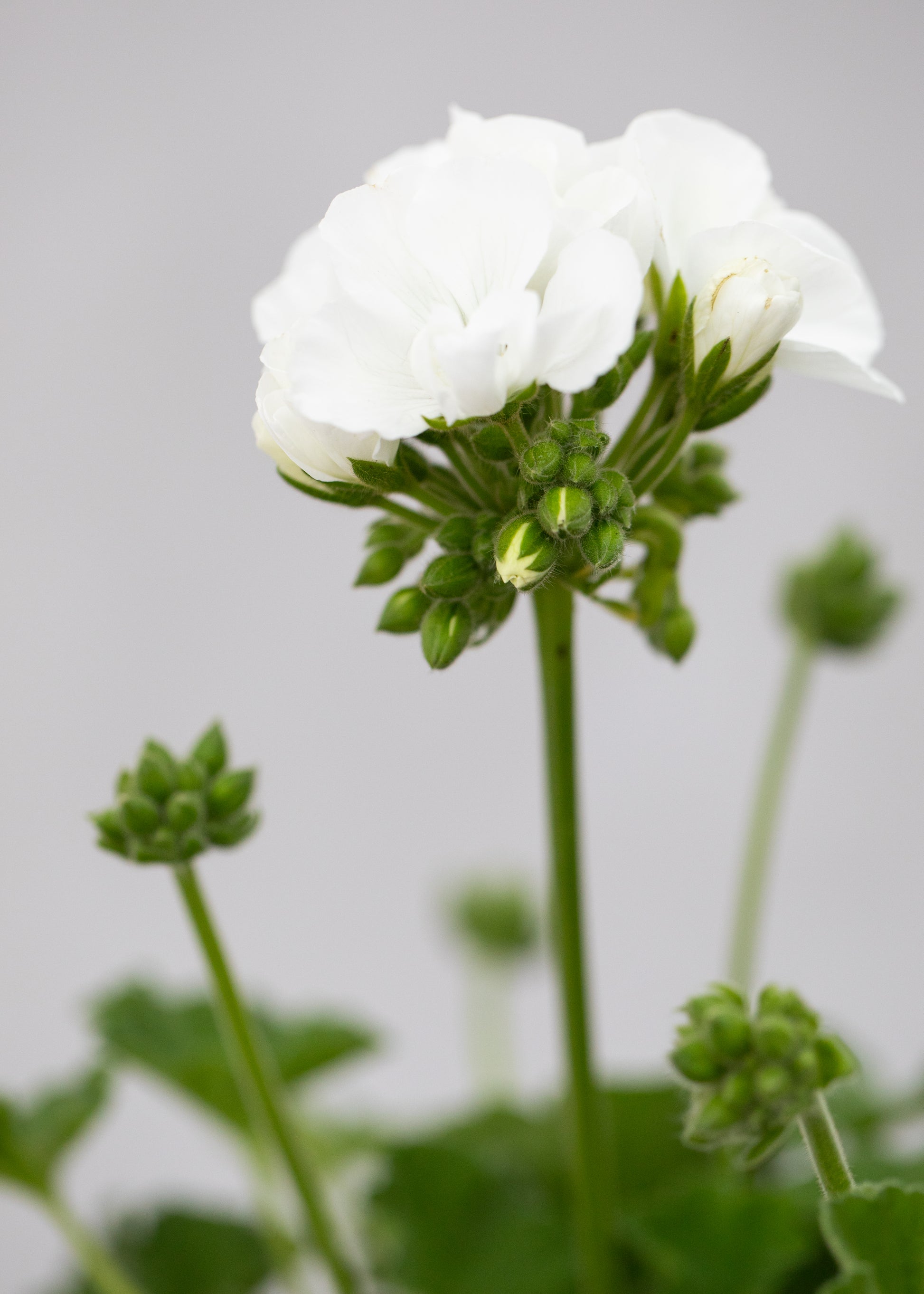 Geranium zonal 'White'