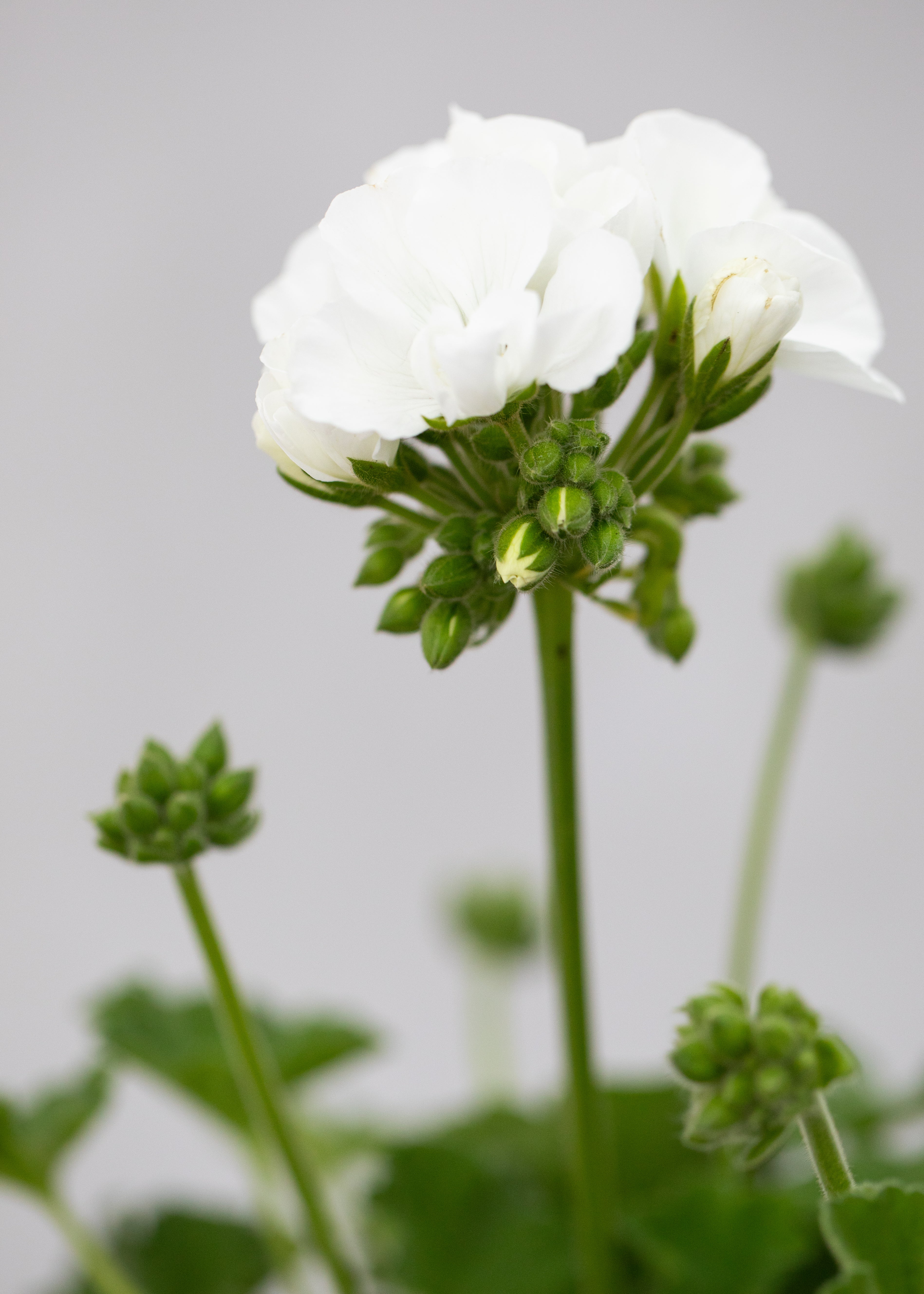 Geranium zonal 'White'