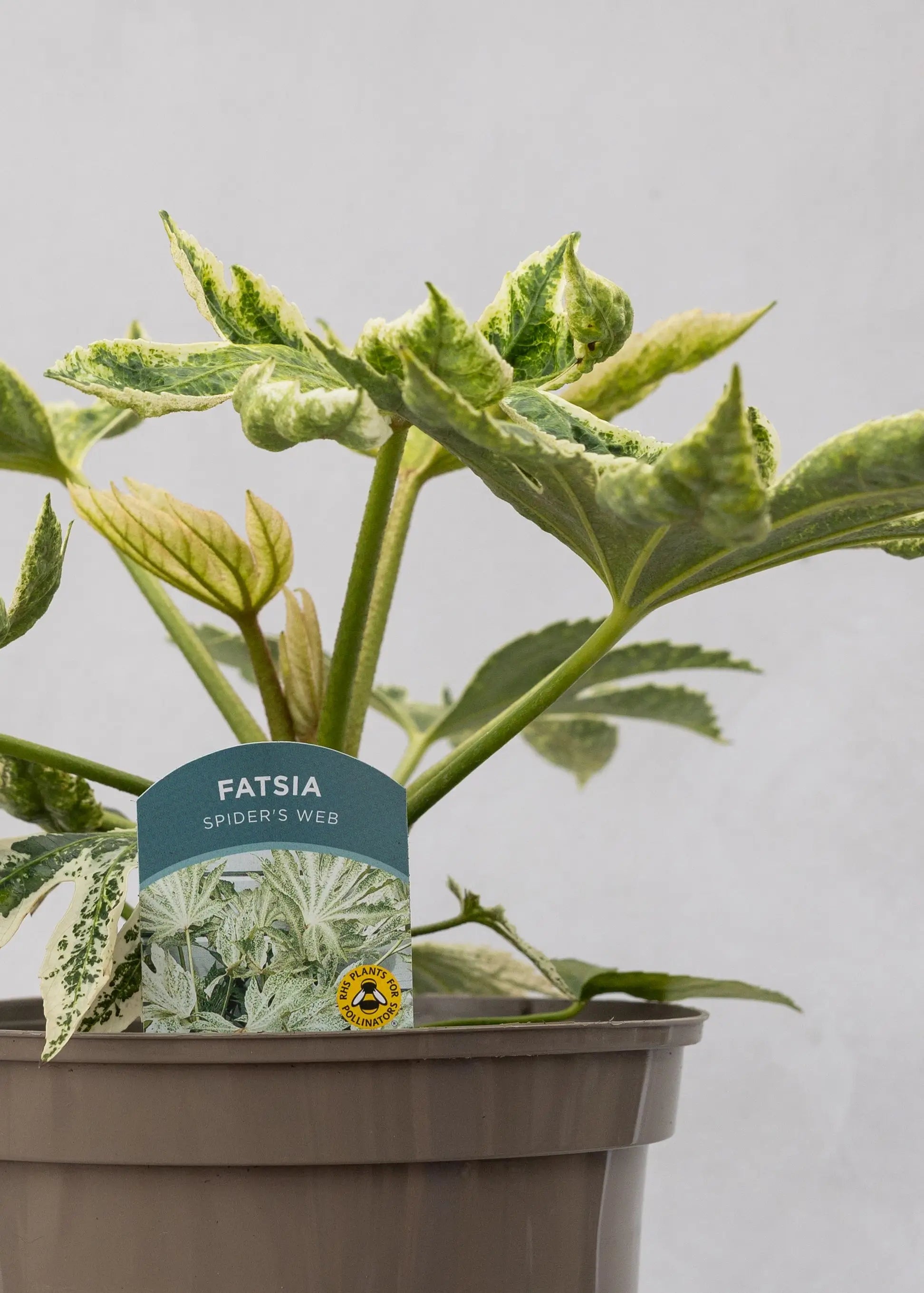 Fatsia 'Spider's Web'