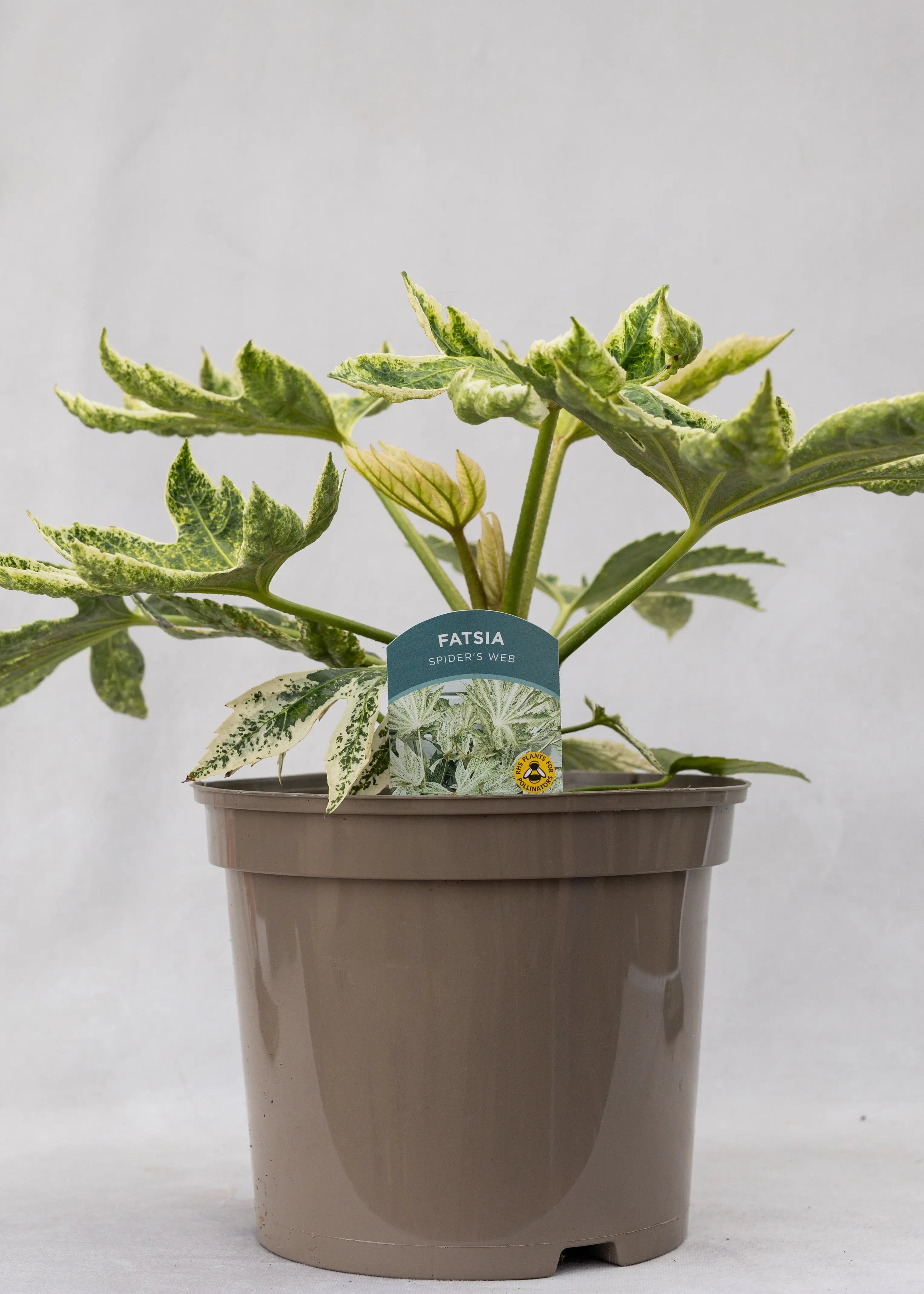 Fatsia 'Spider's Web'