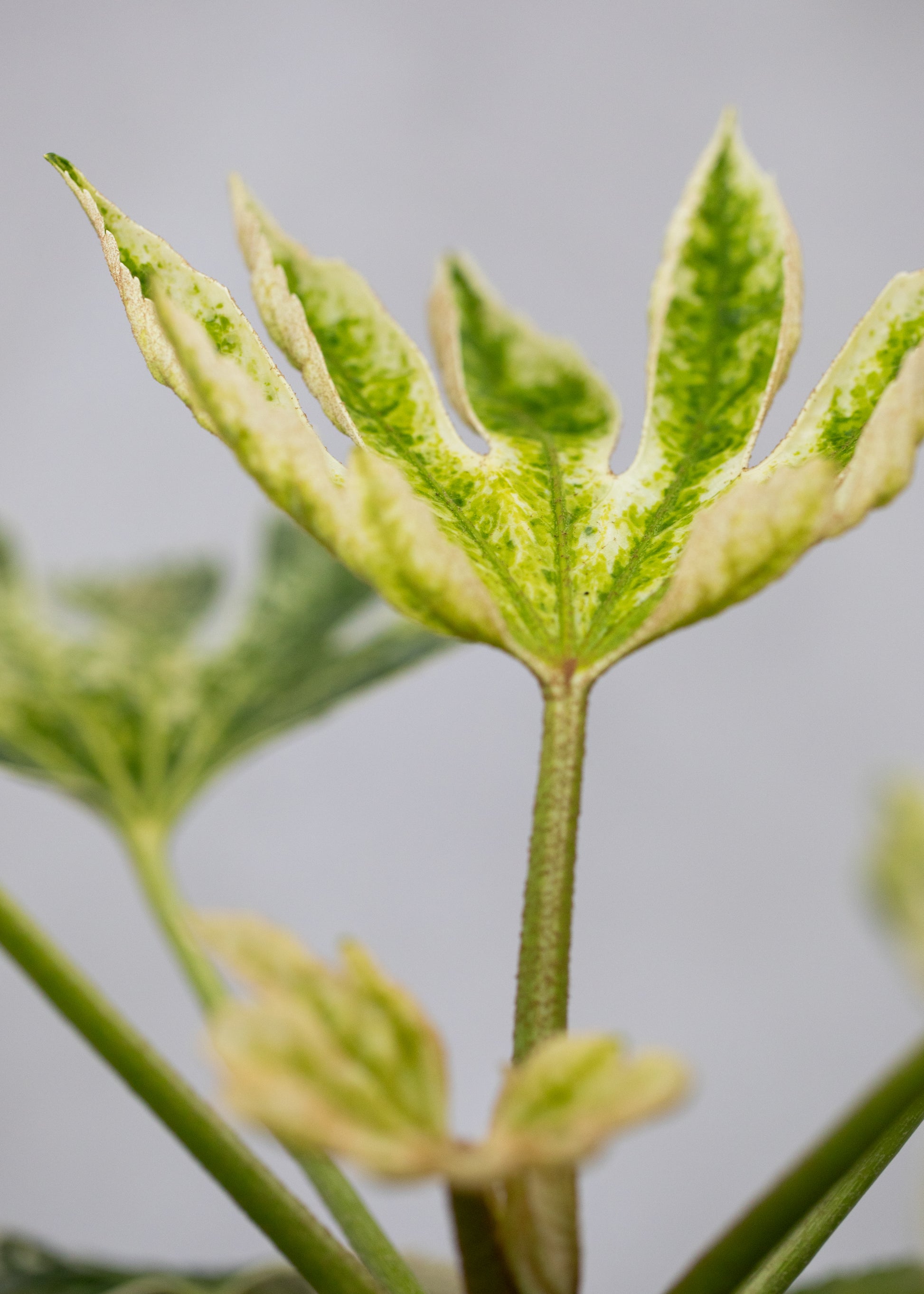 Fatsia 'Spider's Web'
