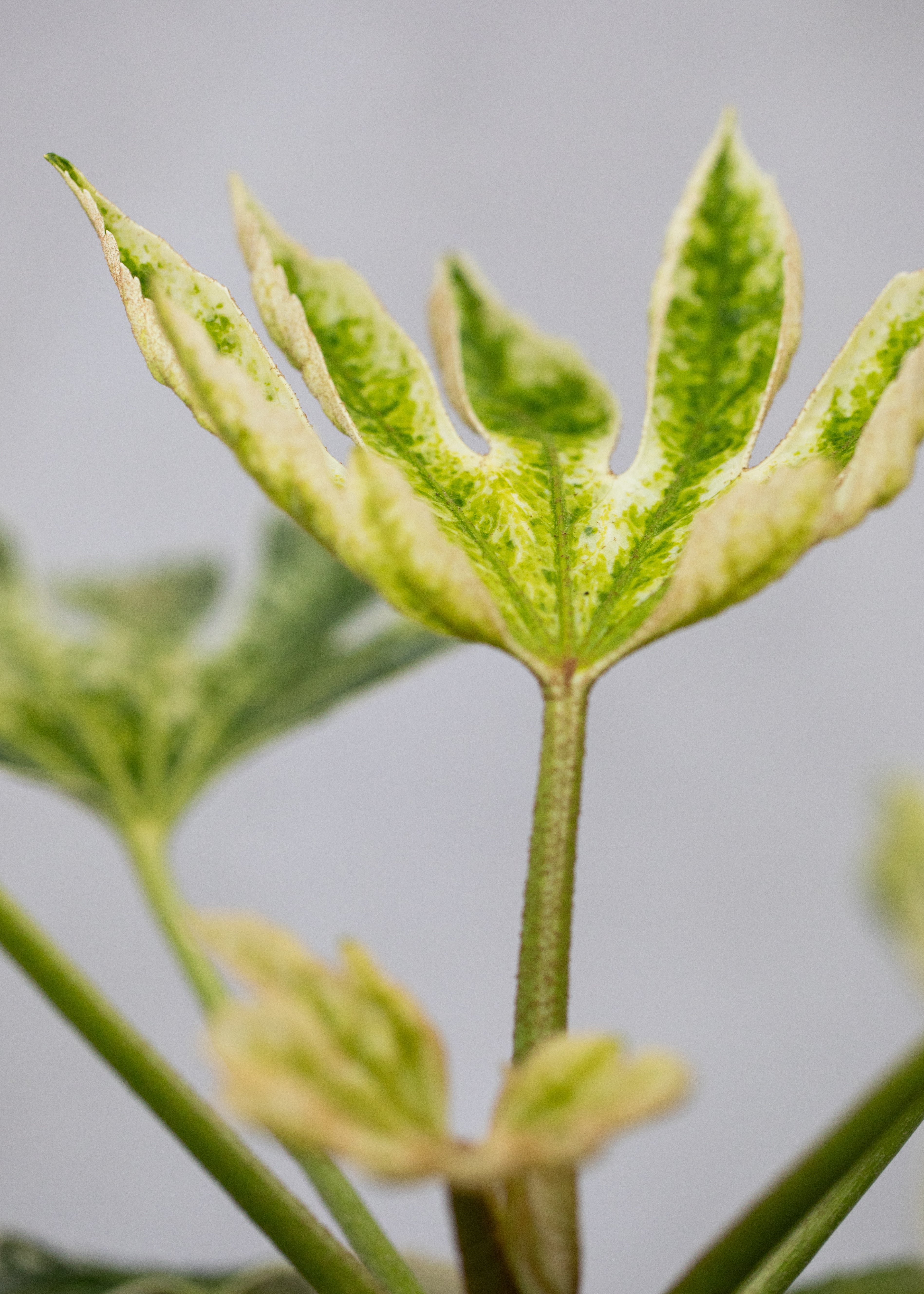Fatsia 'Spider's Web'