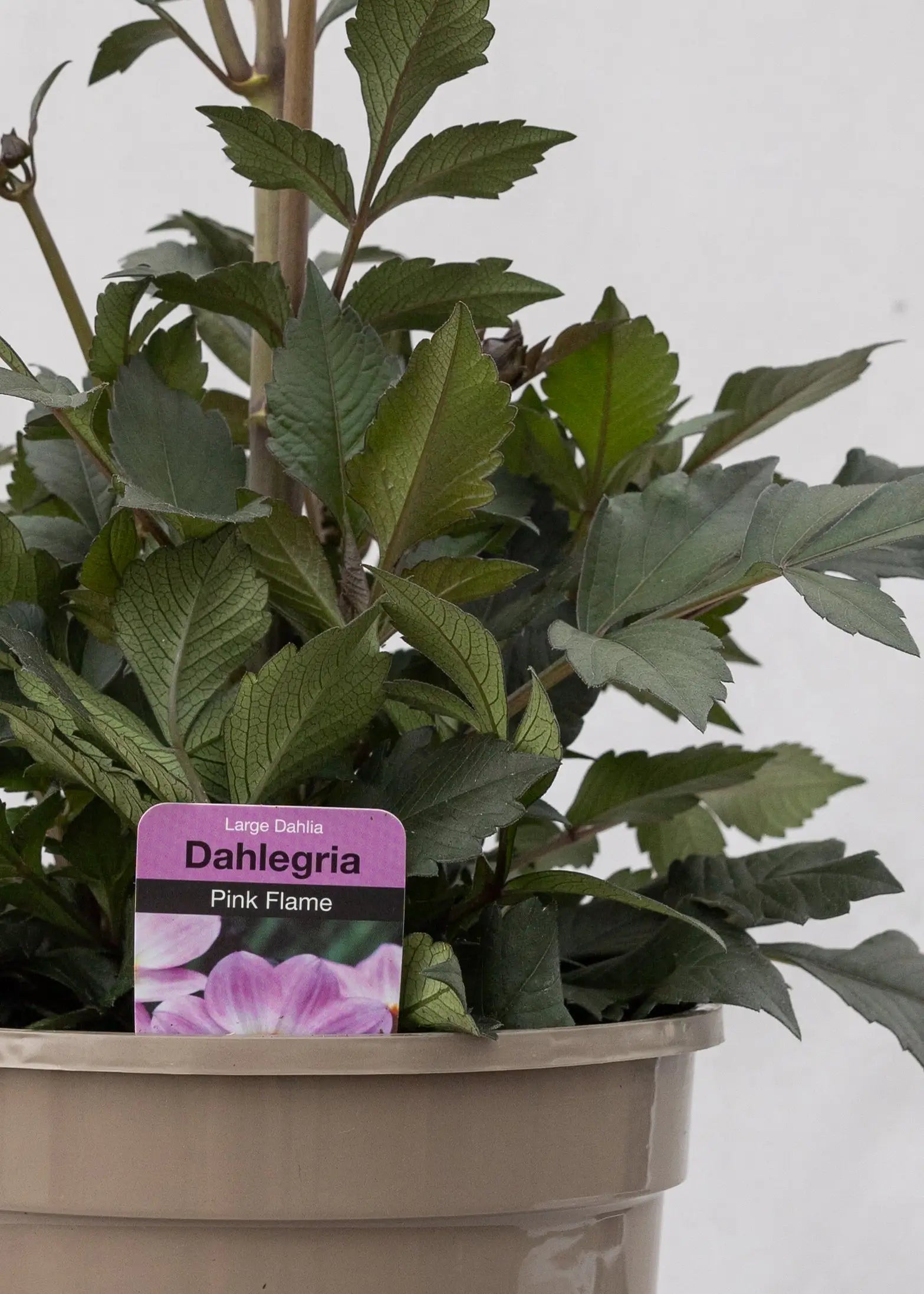 Dahlia hybrida 'Dahlegria Pink Flame'