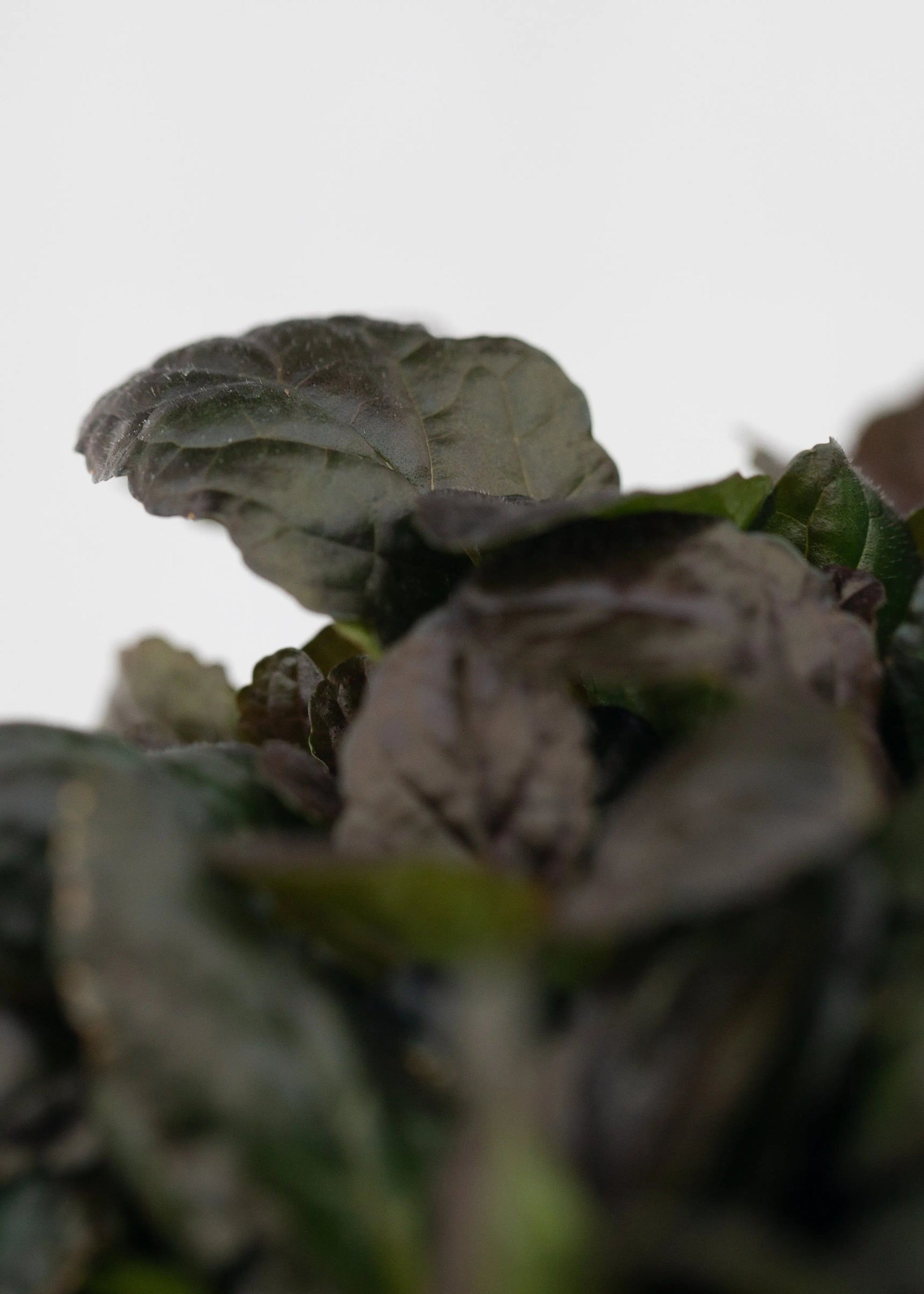 Ajuga reptans 'Braunherz'