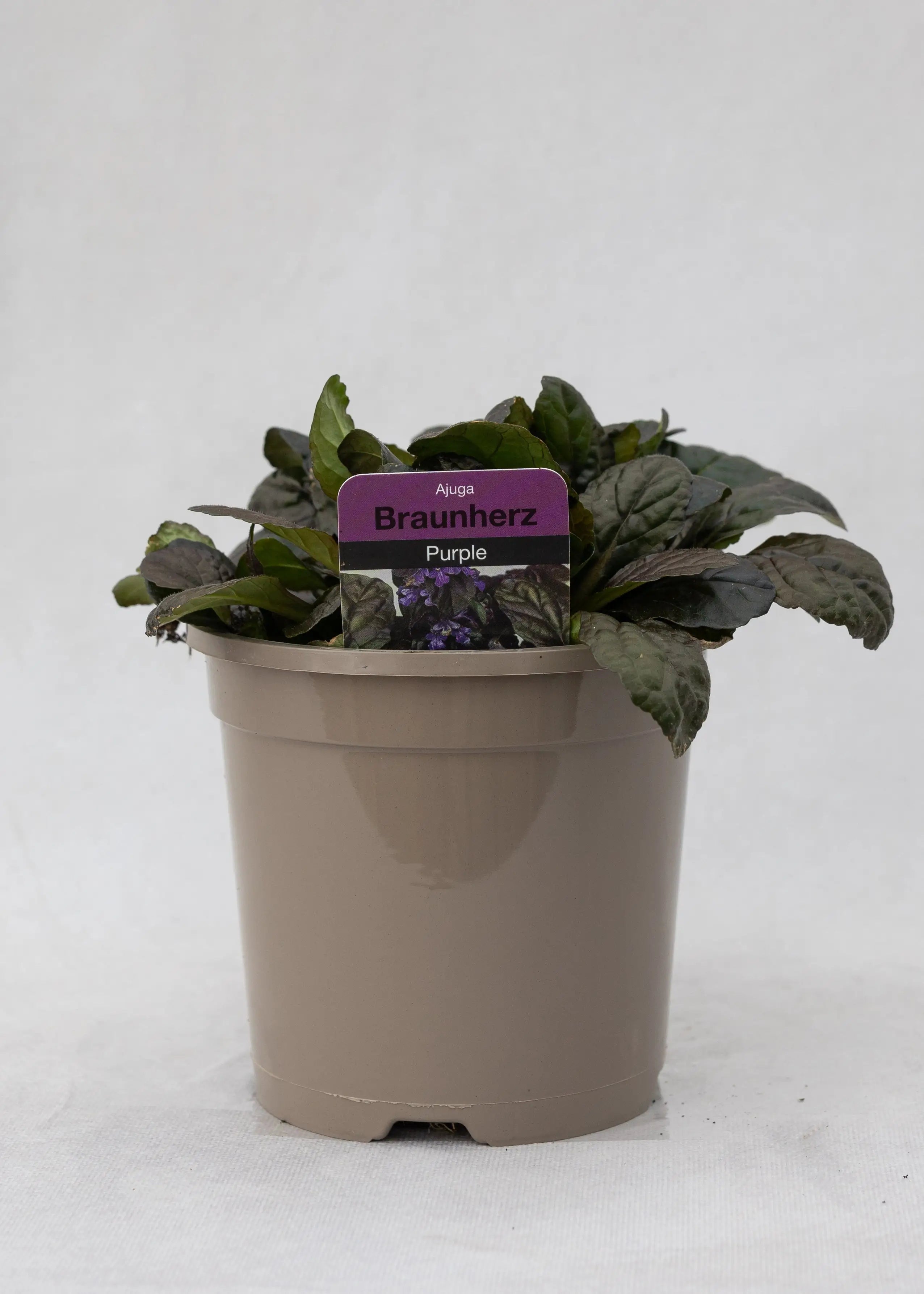 Ajuga reptans 'Braunherz'