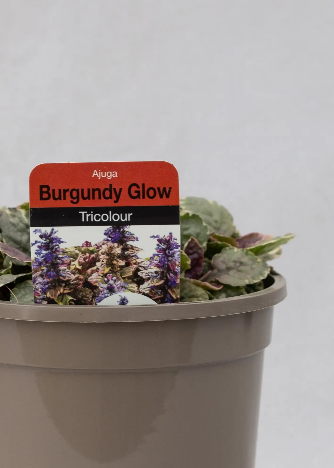 Ajuga reptans 'Burgandy Glow'