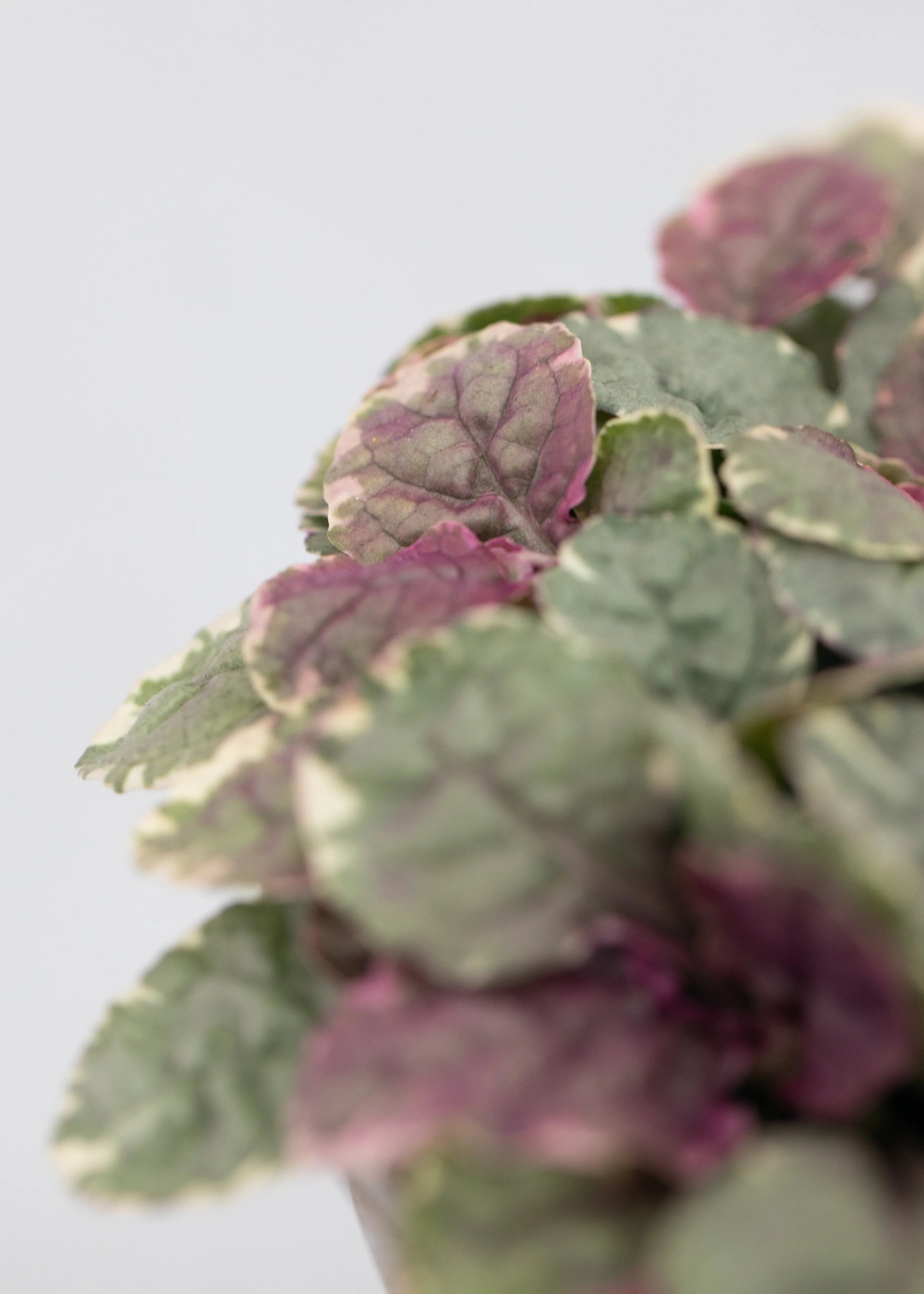 Ajuga reptans 'Burgandy Glow'