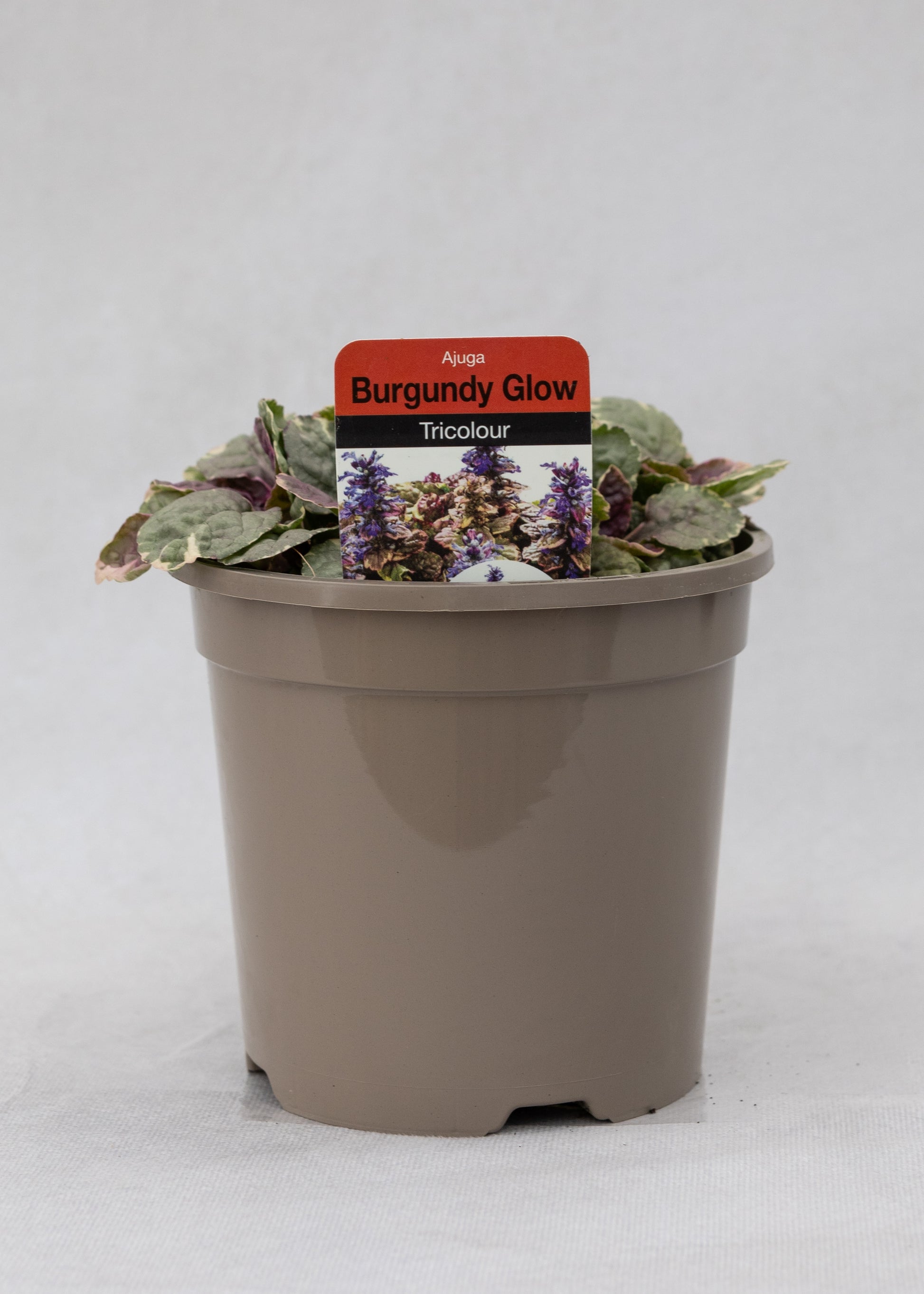 Ajuga reptans 'Burgandy Glow'