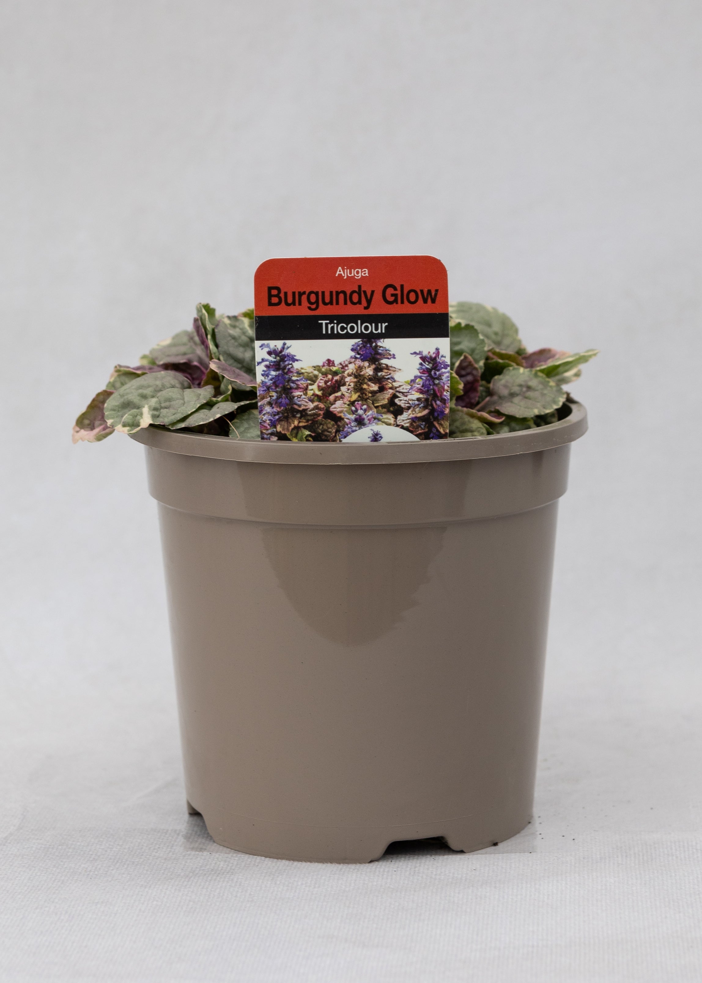 Ajuga reptans 'Burgandy Glow'
