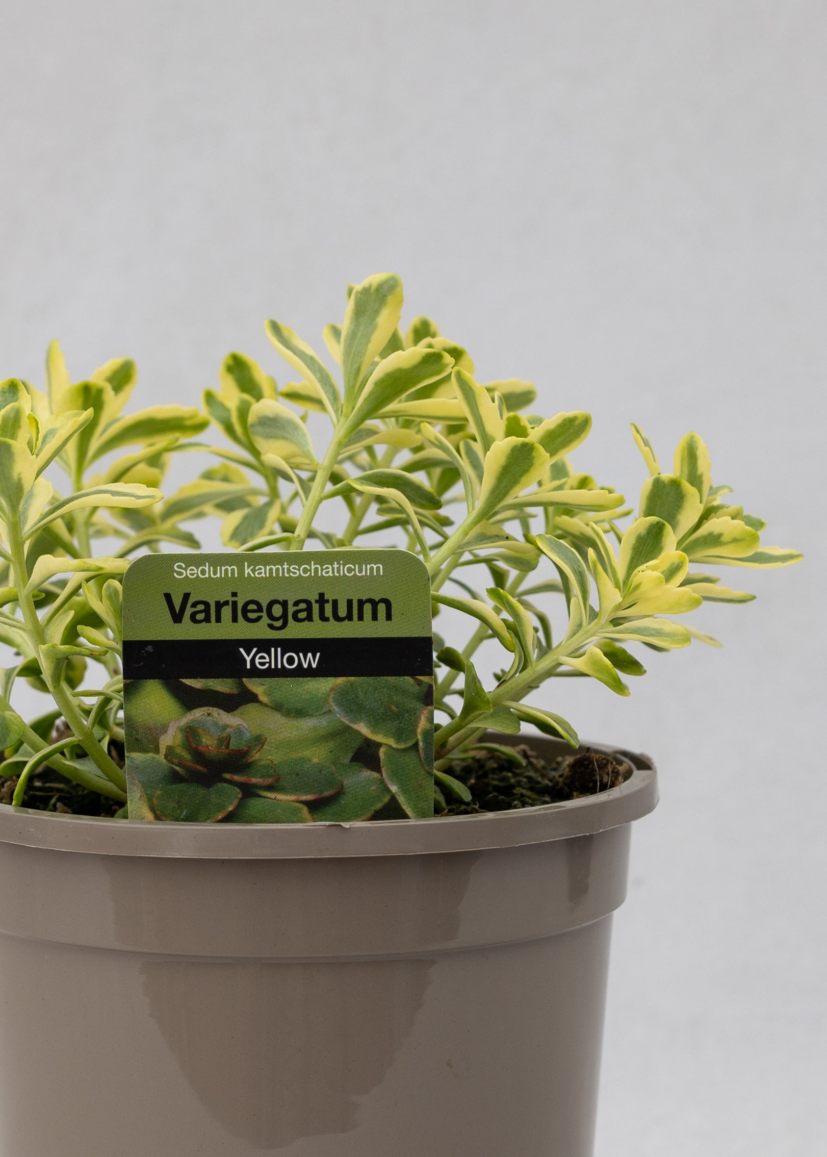 Sedum kamtschaticum 'Variegatum'