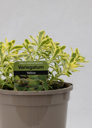 Sedum kamtschaticum 'Variegatum'