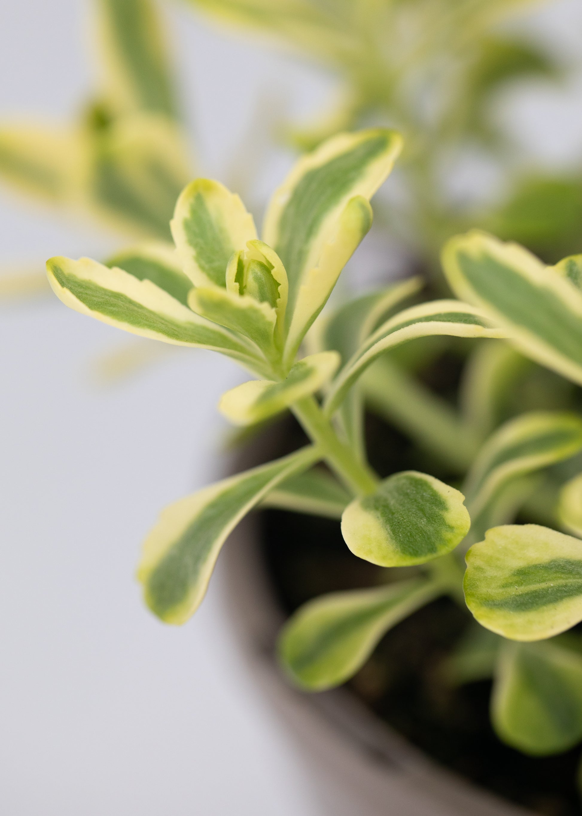 Sedum kamtschaticum 'Variegatum'