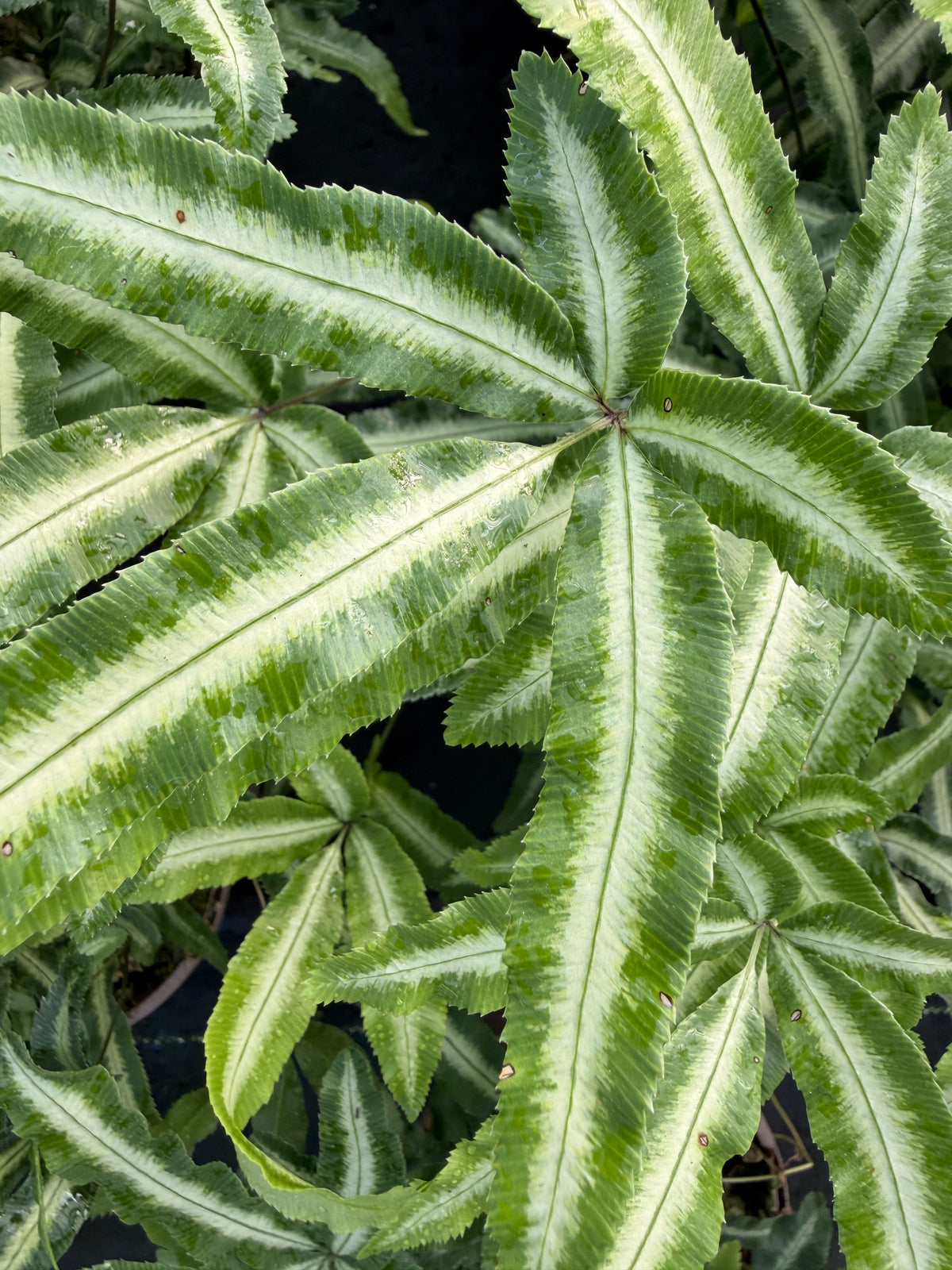 Pteris nipponica